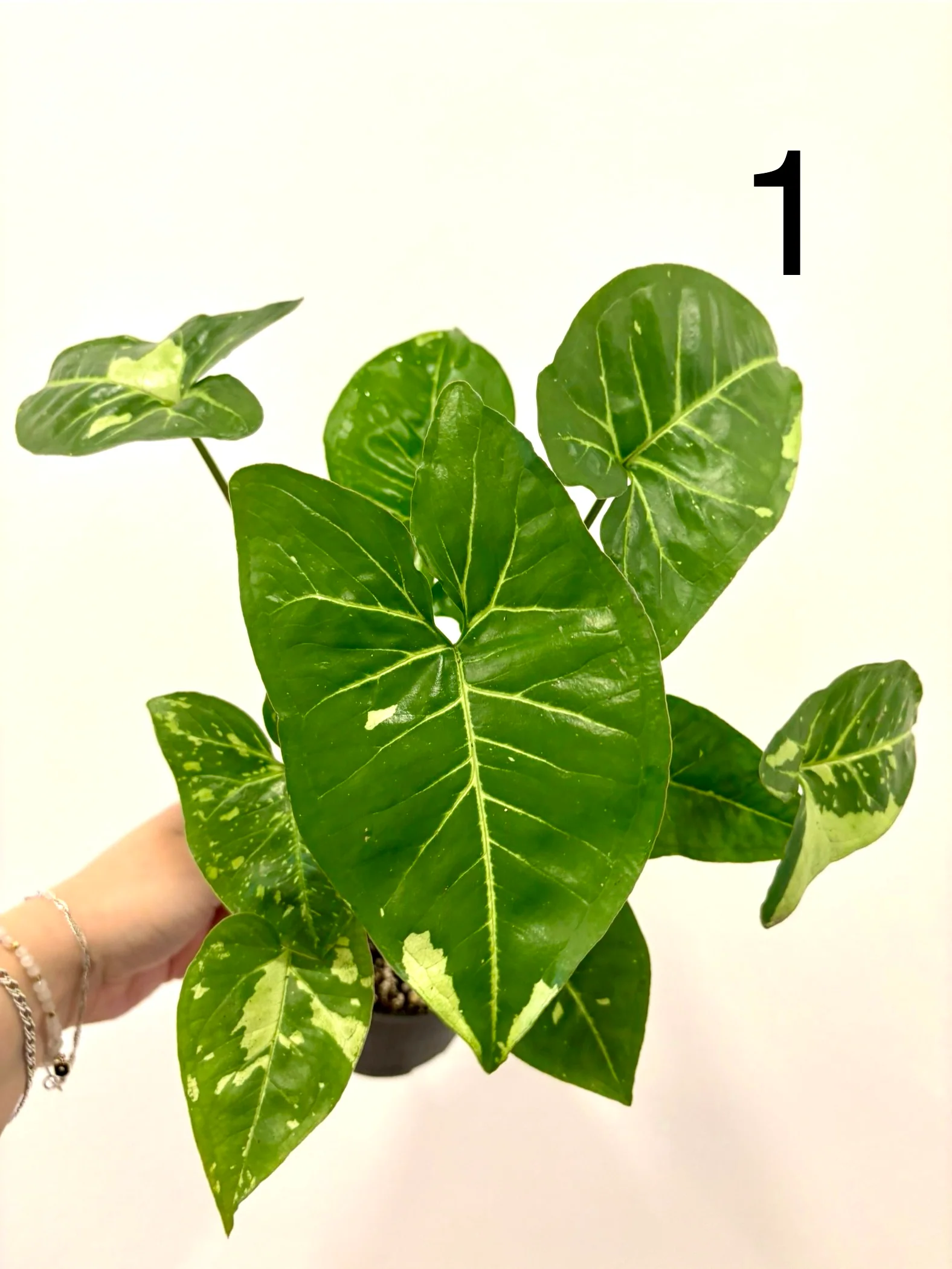 Syngonium Panda - Image 3