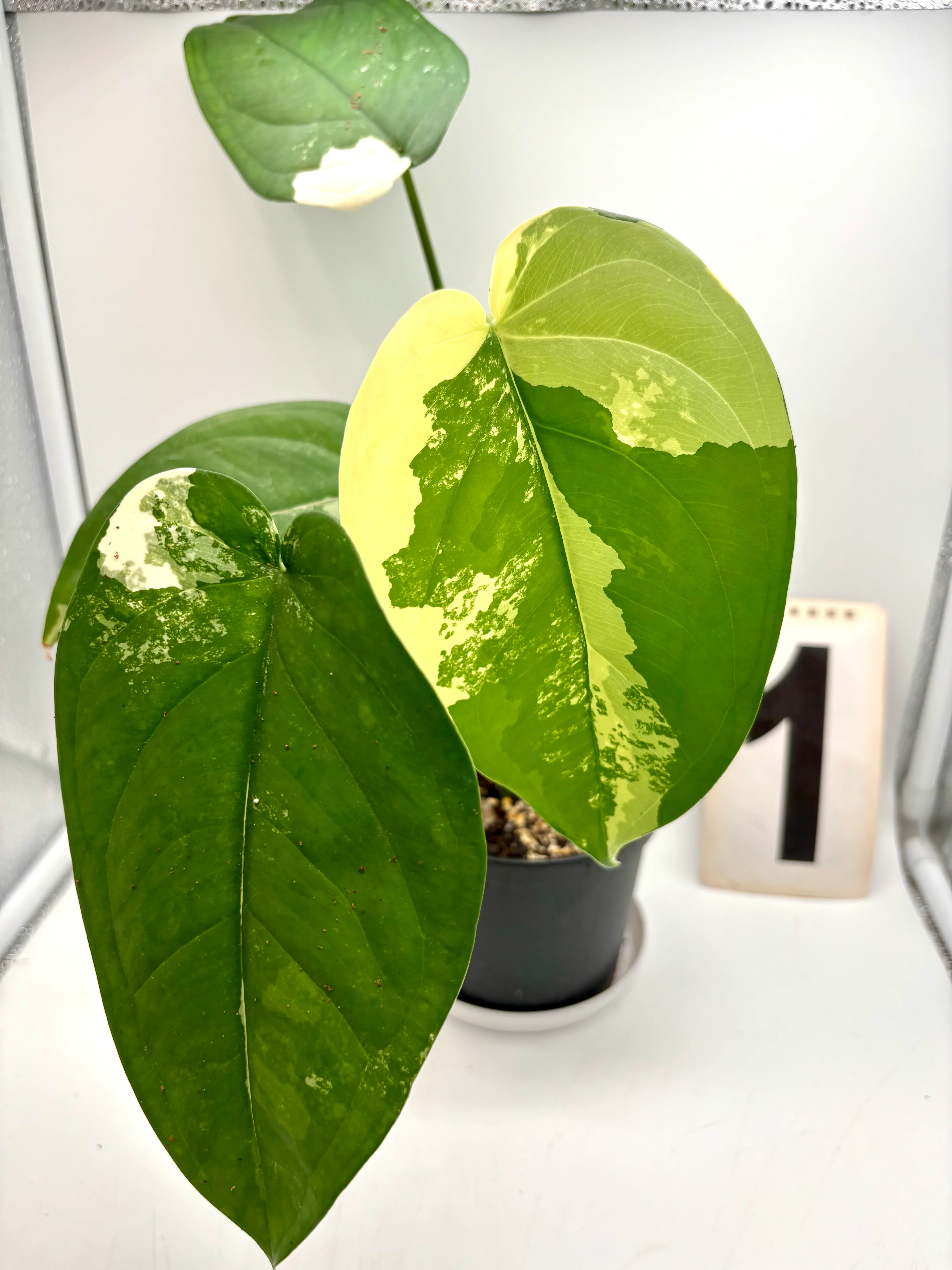 Syngonium Chiapense Variegata