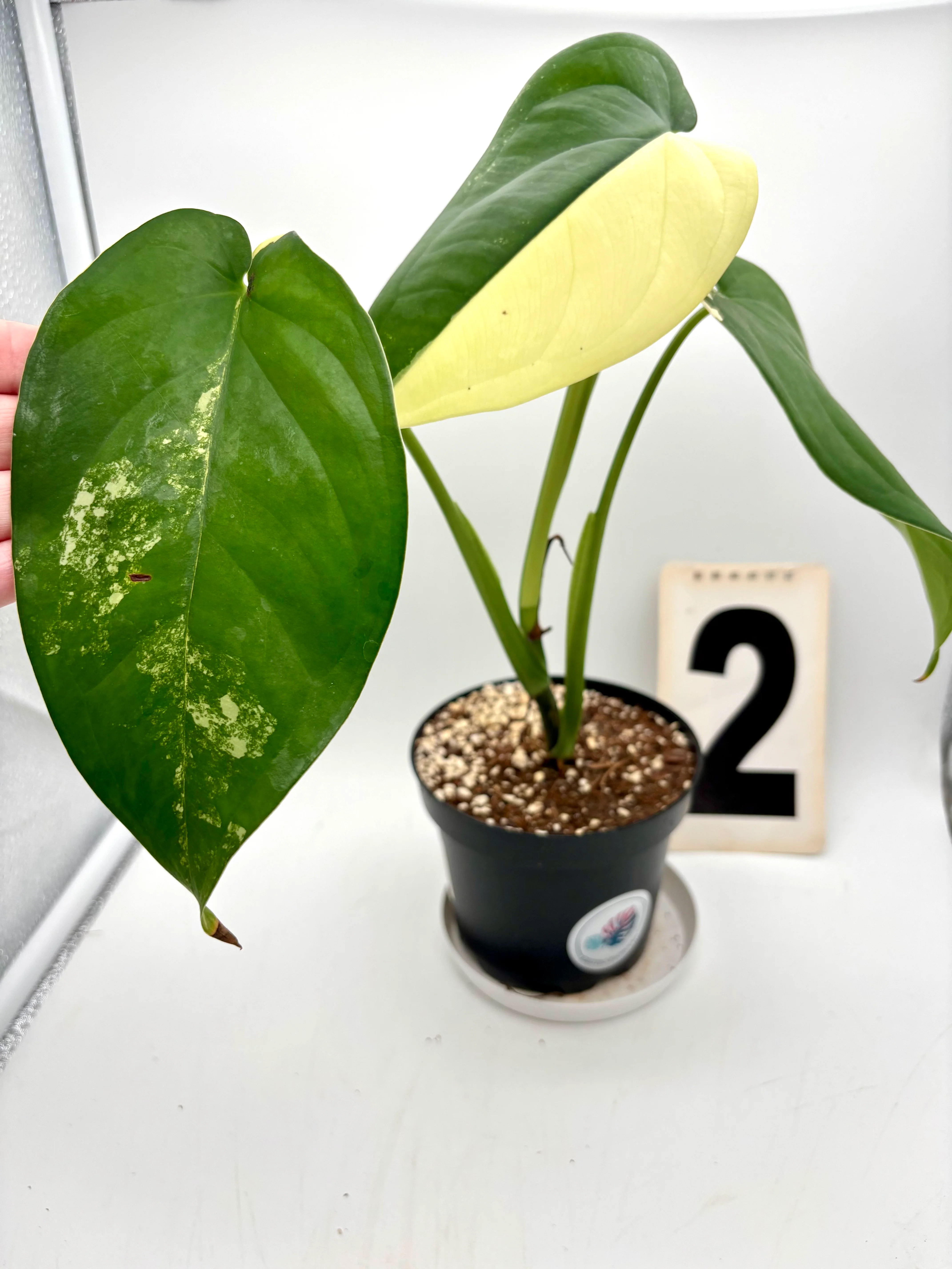 Syngonium Chiapense Variegata - Image 2