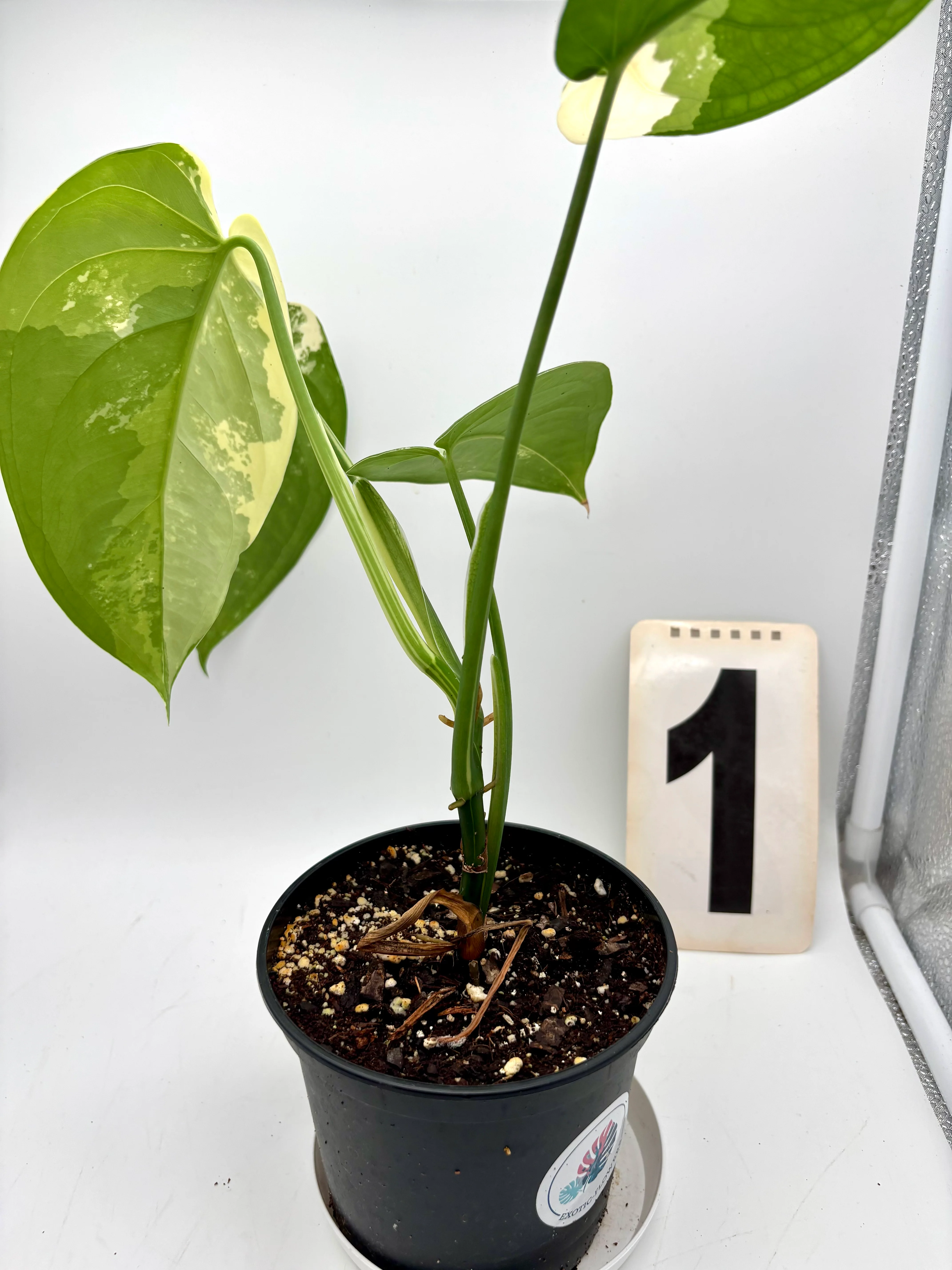 Syngonium Chiapense Variegata - Image 3