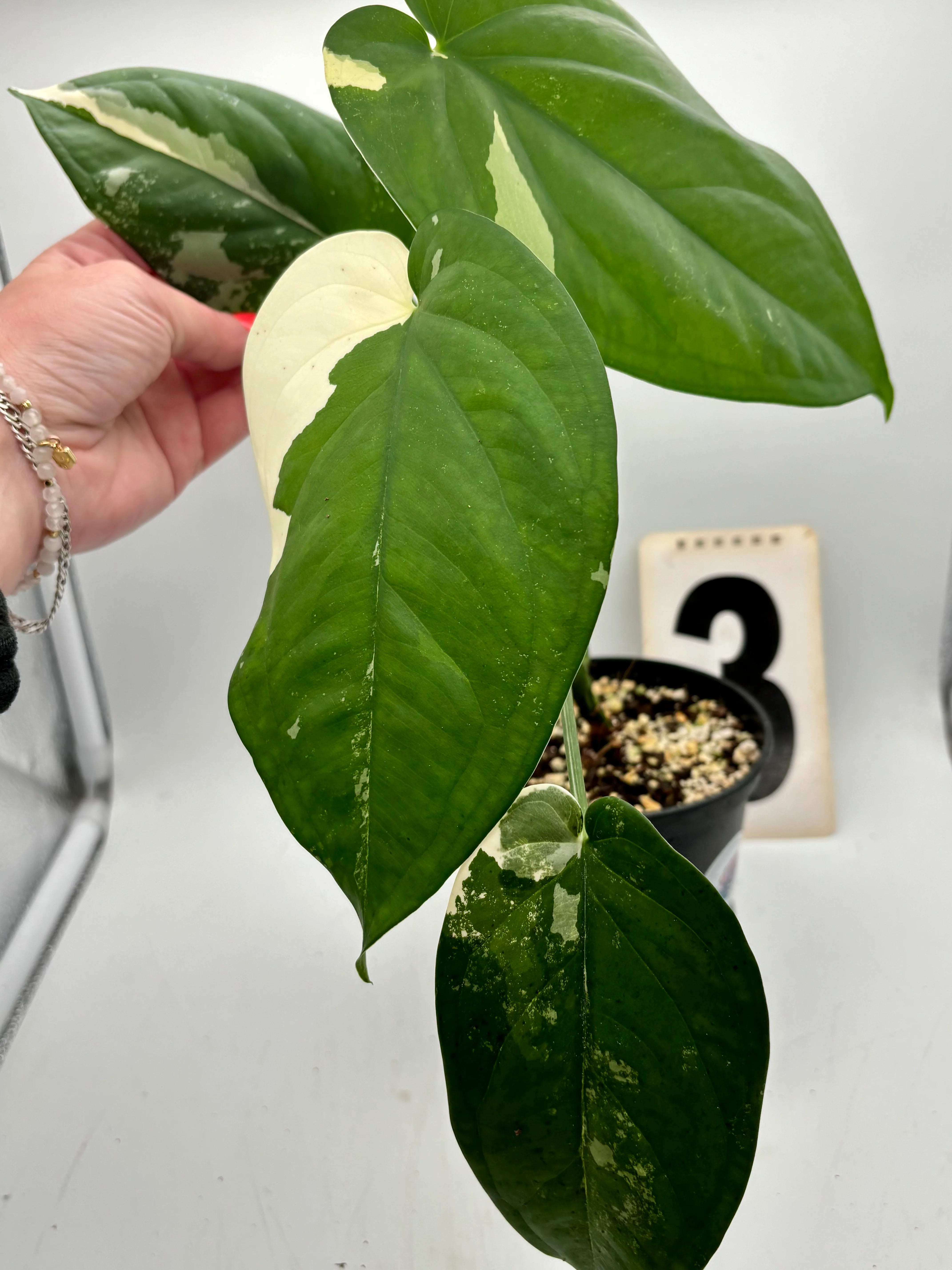 Syngonium Chiapense Variegata - Image 4