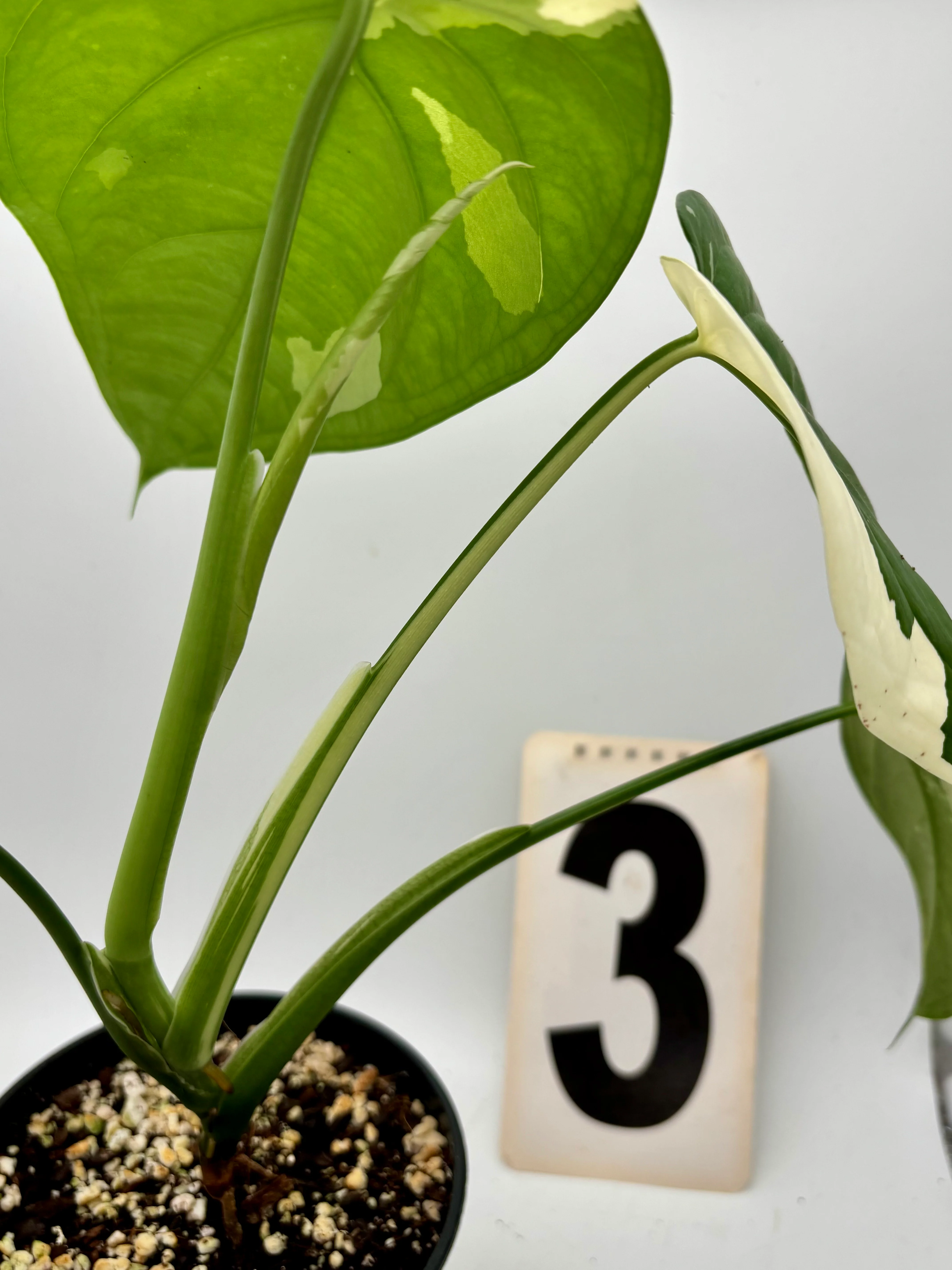 Syngonium Chiapense Variegata - Image 5