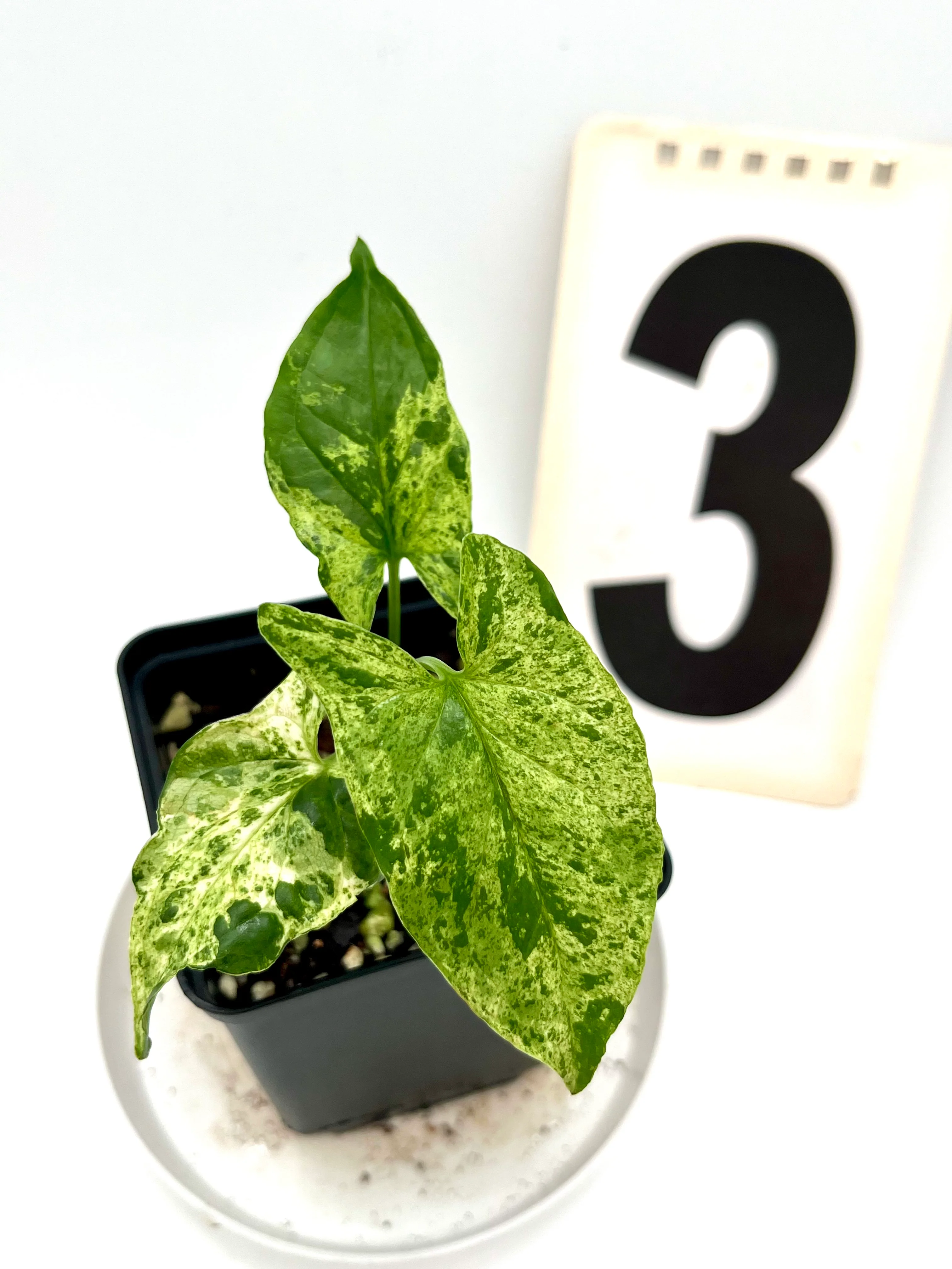 Syngonium Mottled Mojito - Image 3