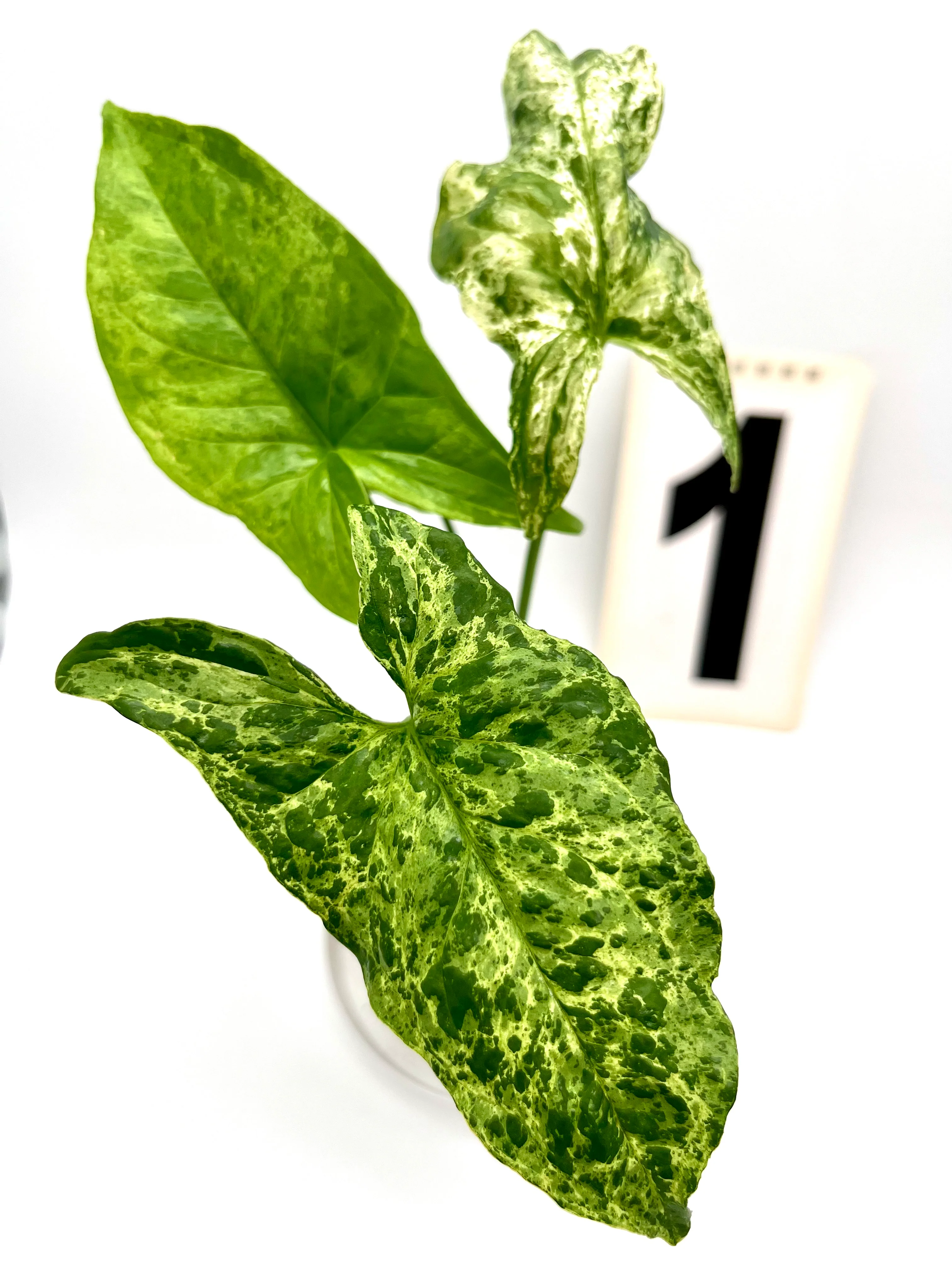 Syngonium Mottled Mojito - Image 4