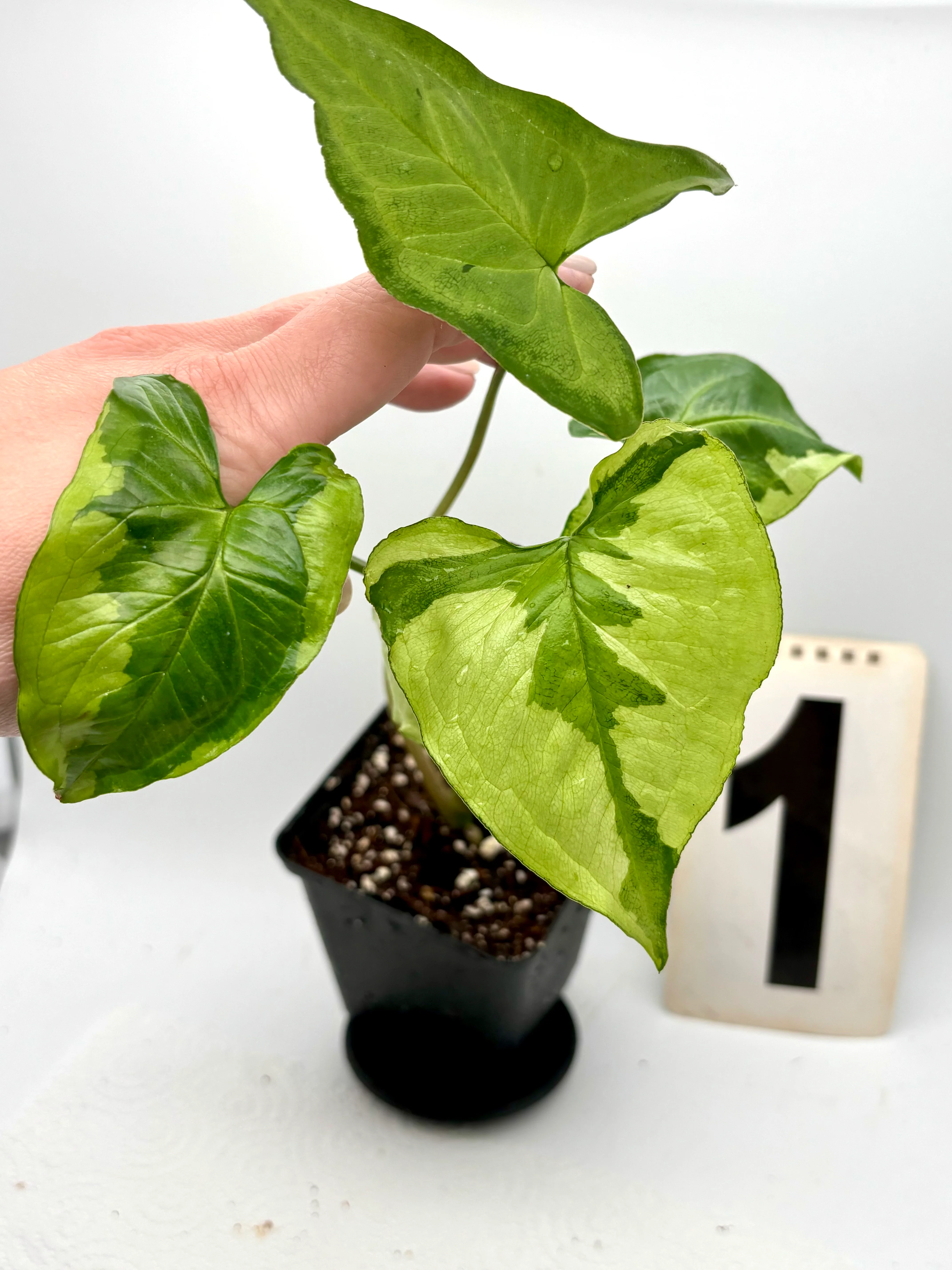 Syngonium Three Kings