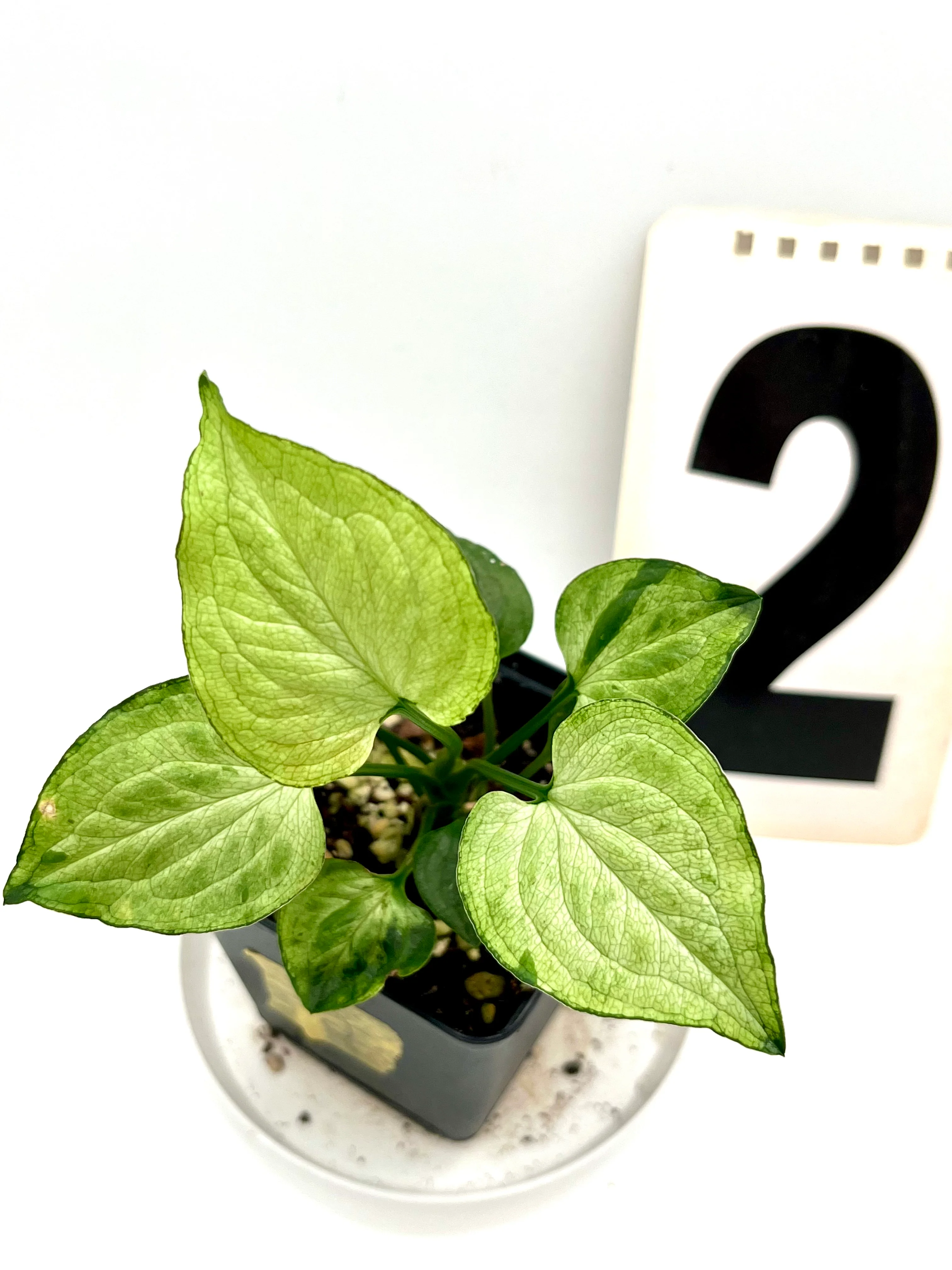 Syngonium Mouse Ears - Image 2