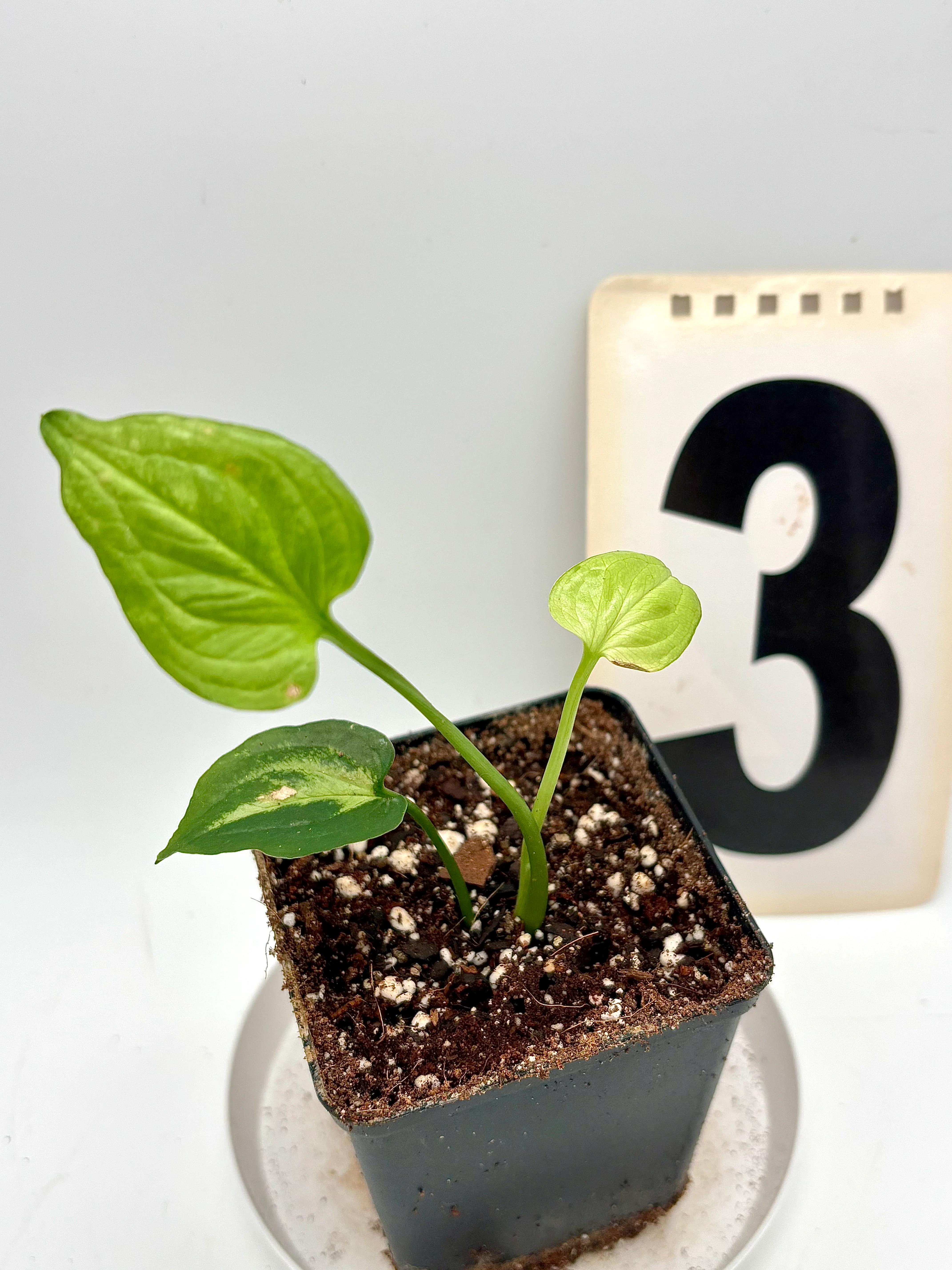 Syngonium Mouse Ears - Image 3