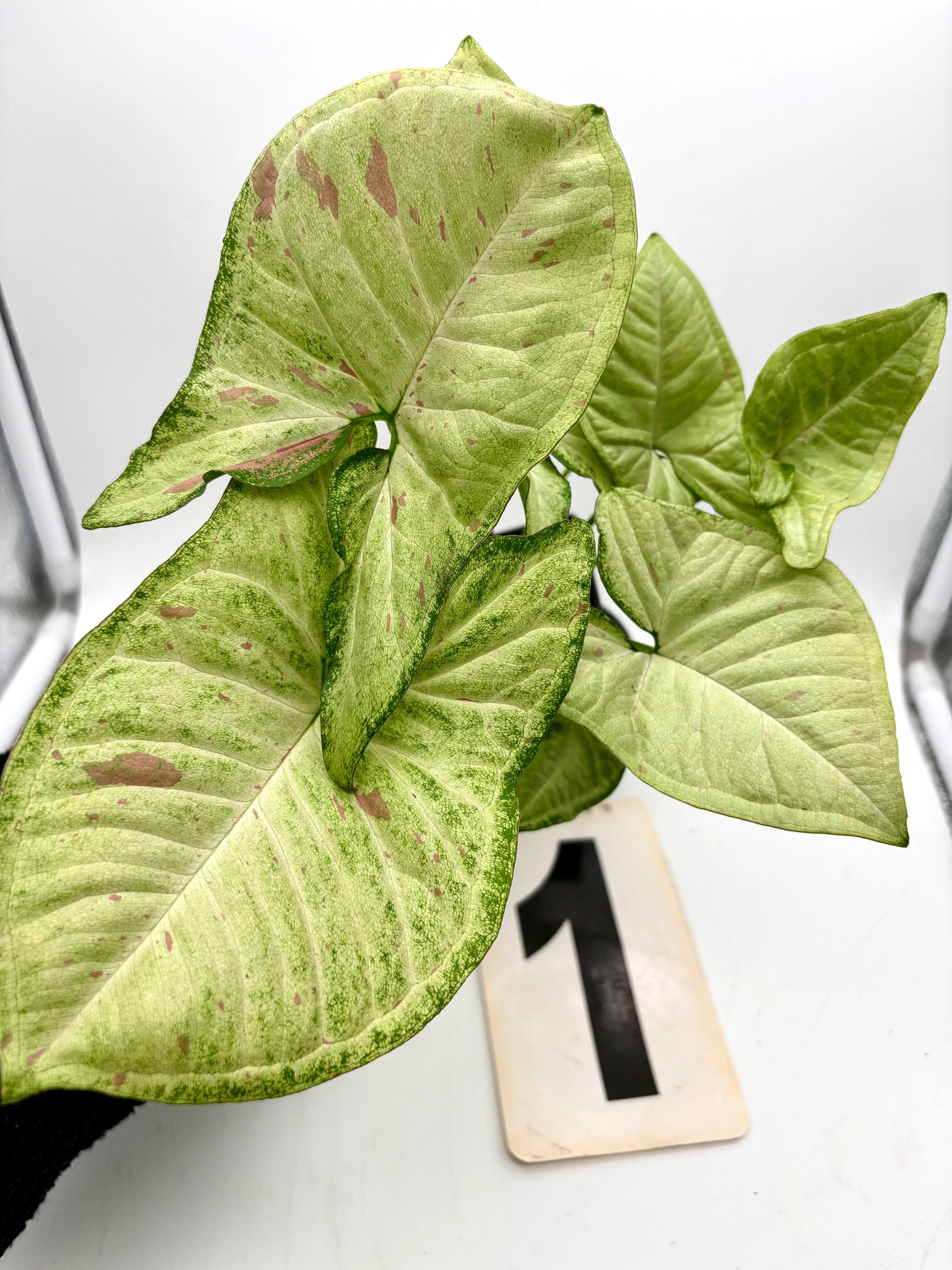 Syngonium Confetti Tricolor