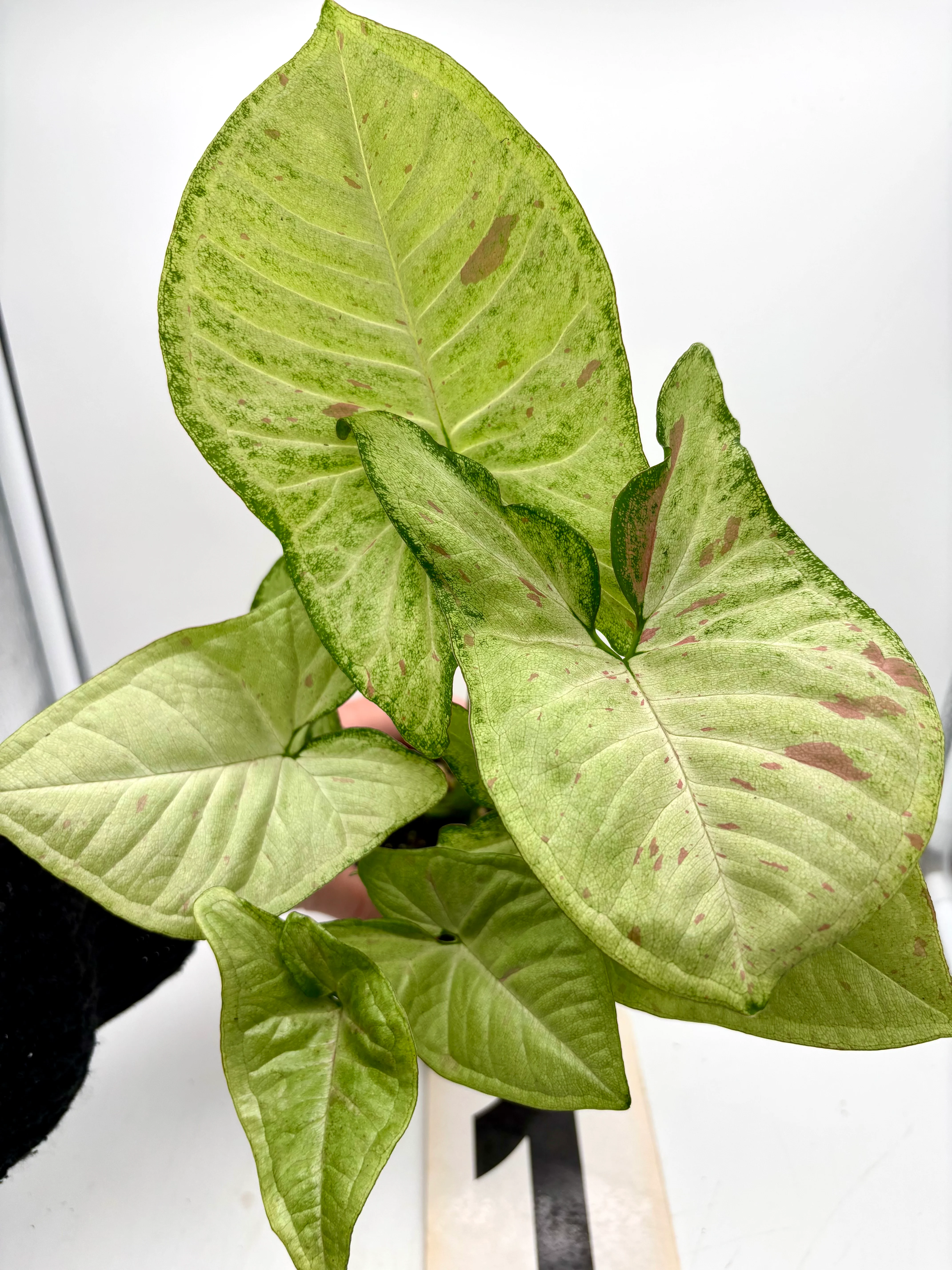 Syngonium Confetti Tricolor - Image 2