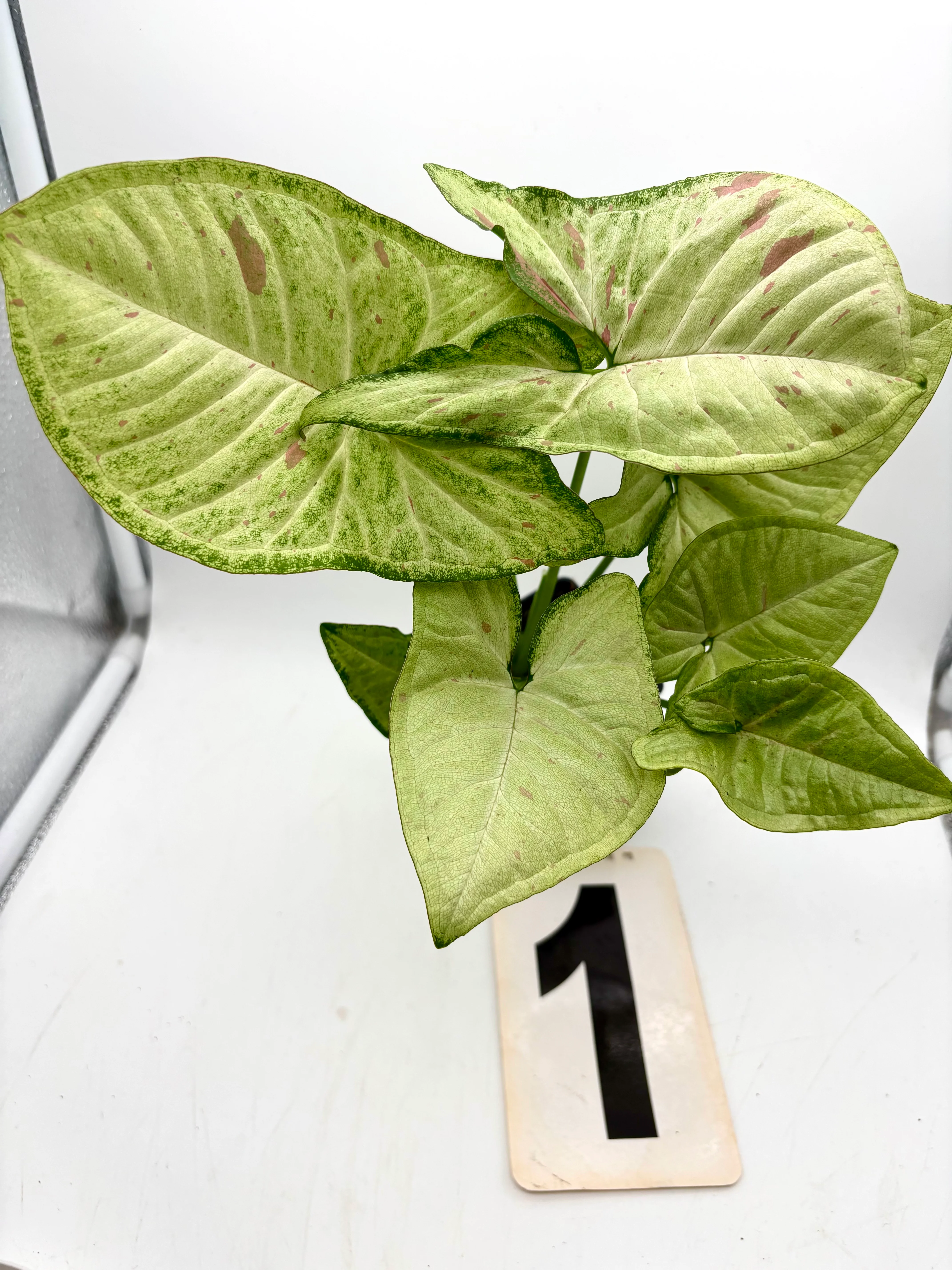 Syngonium Confetti Tricolor - Image 3