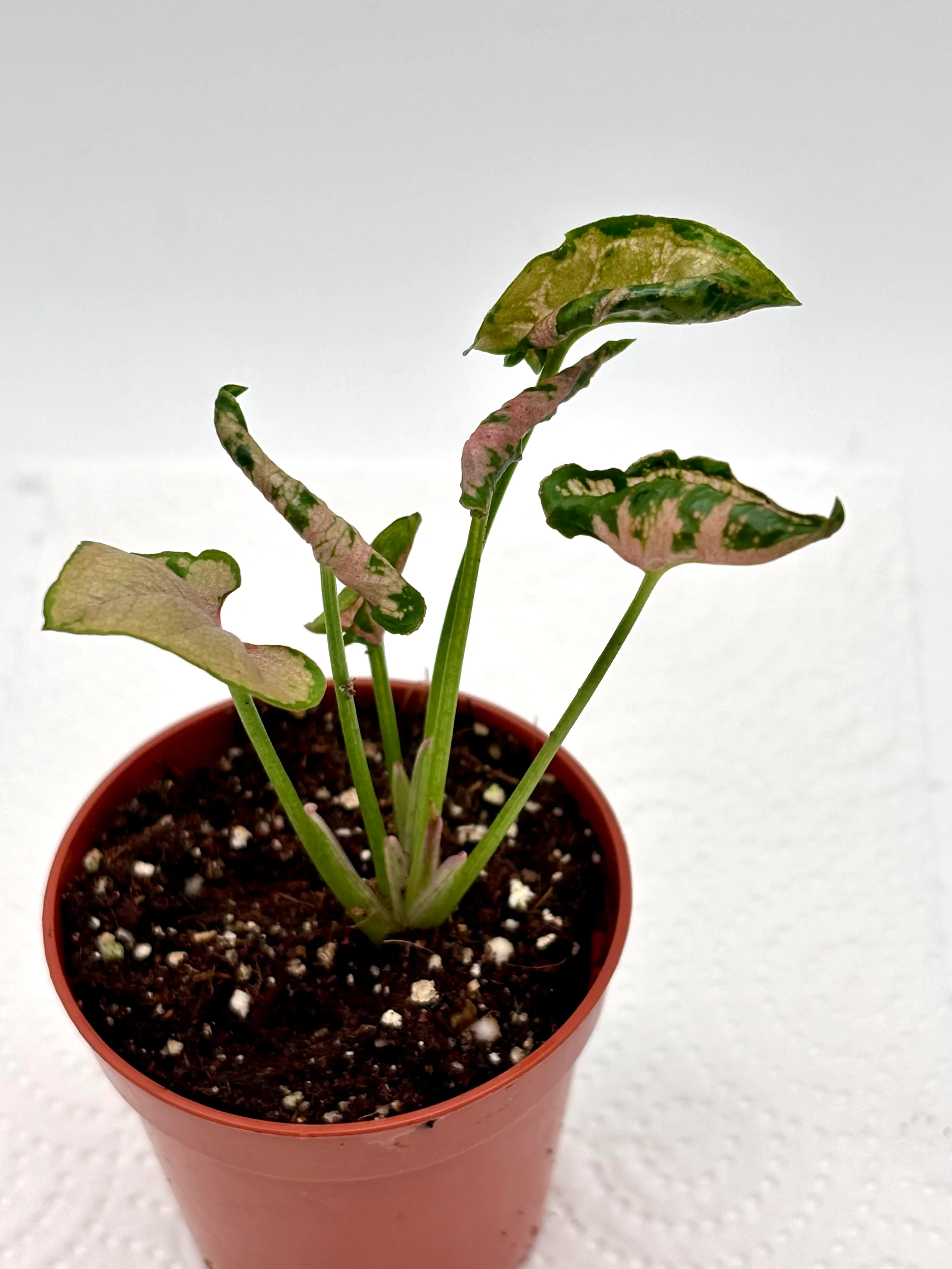 Syngonium Pink Rolli