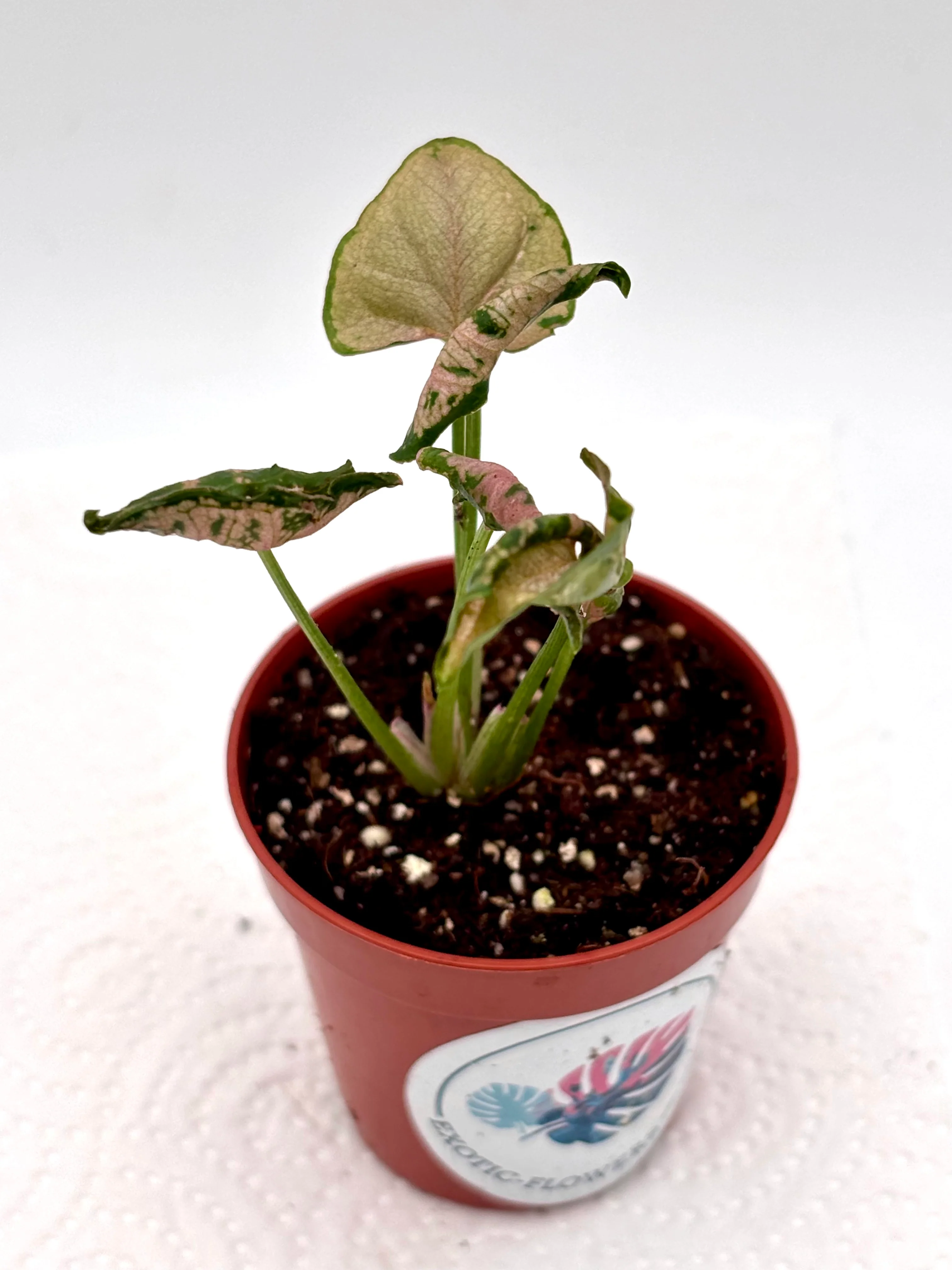 Syngonium Pink Rolli - Image 2