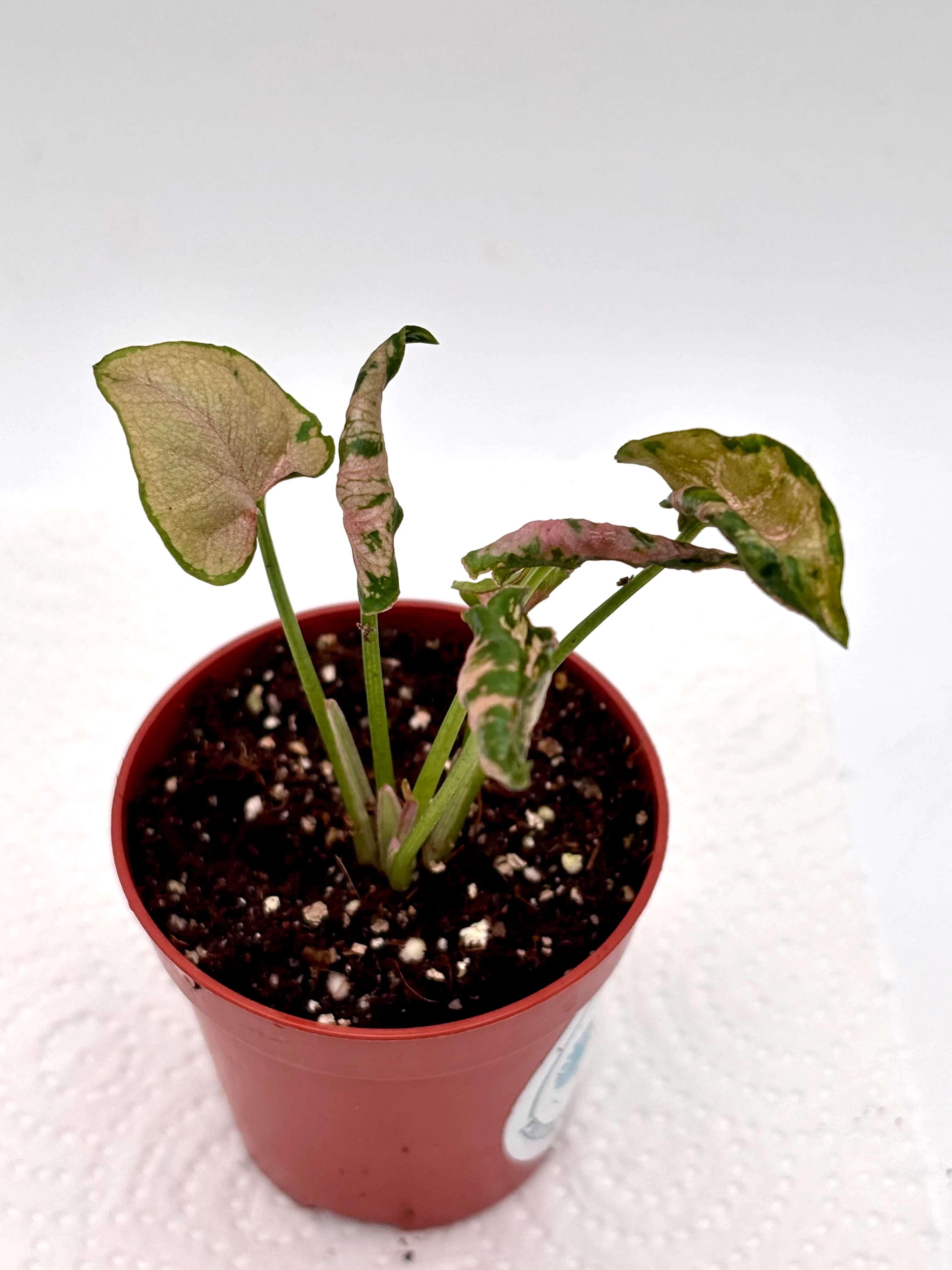 Syngonium Pink Rolli - Image 3