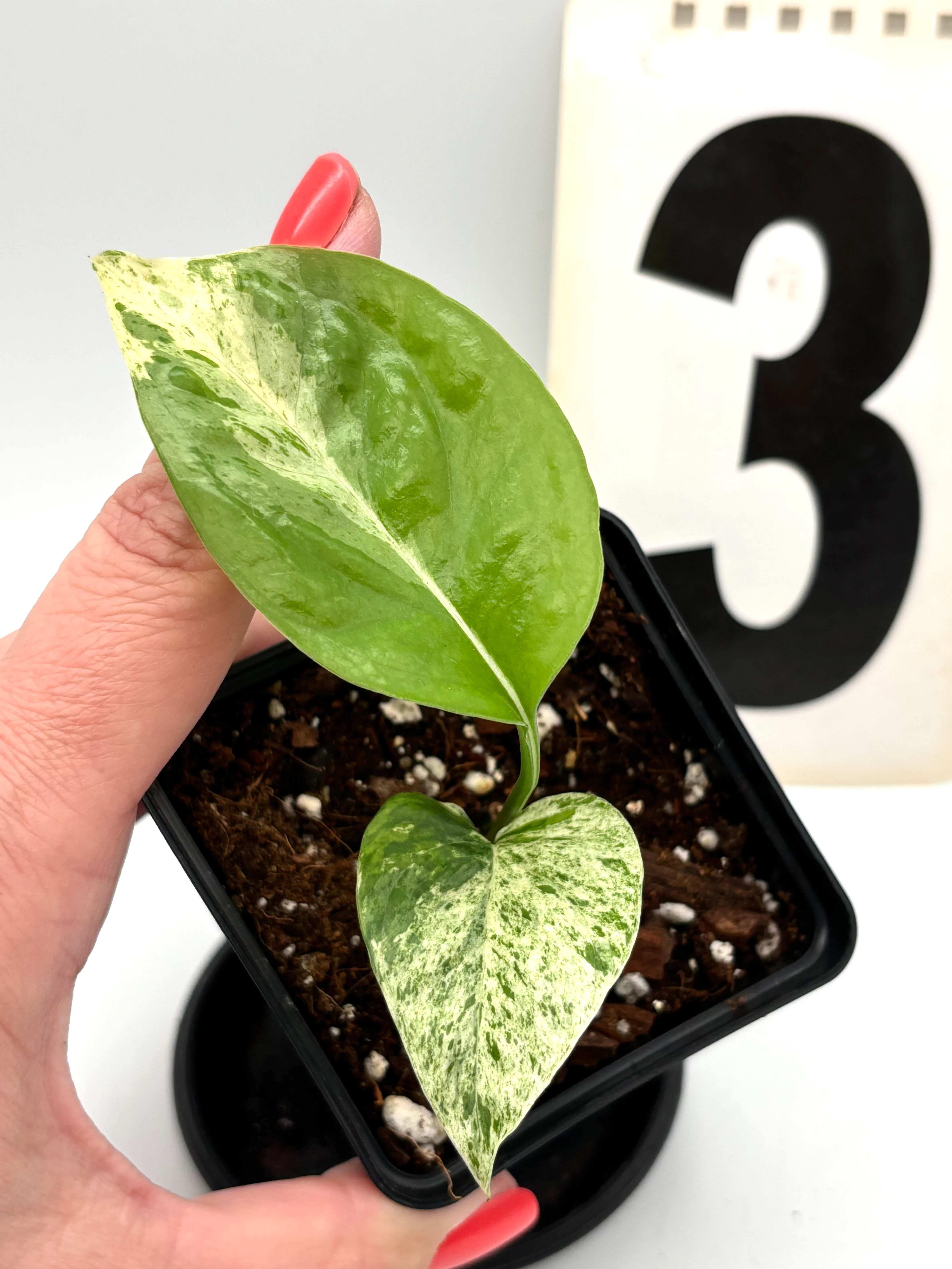 Epipremnum Pinnatum Marble Variegata - Image 3