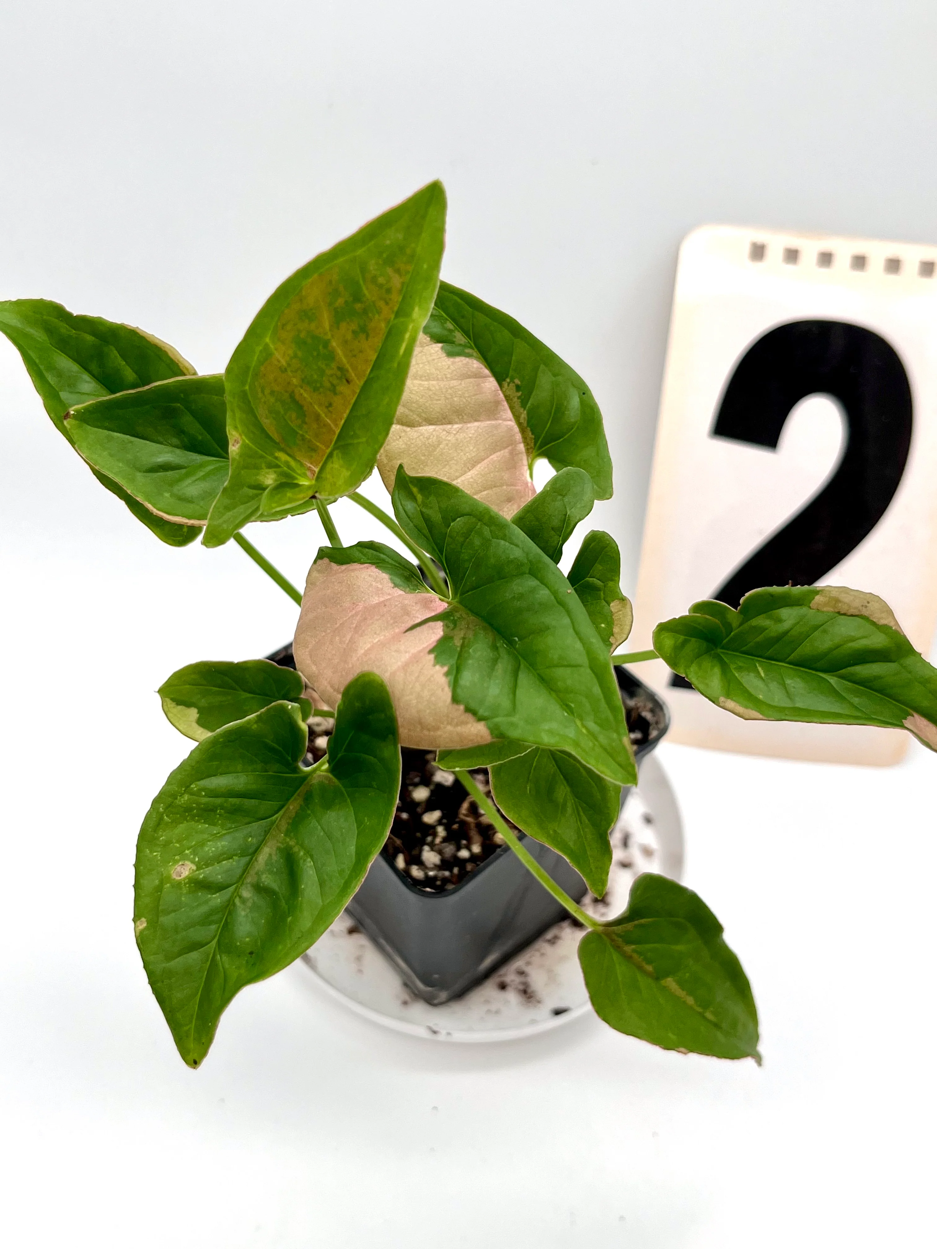 Syngonium Pink Beauty - Image 2