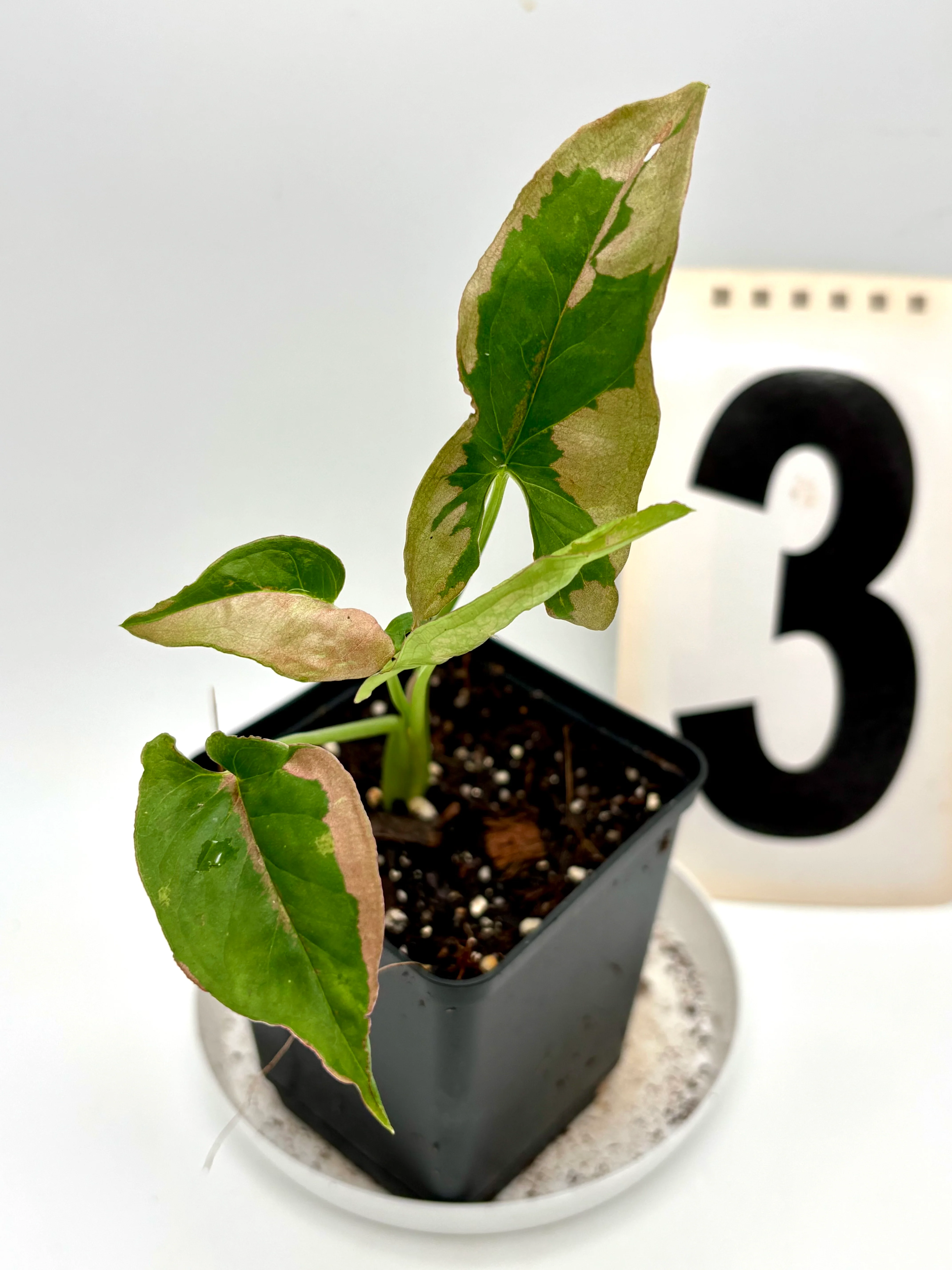 Syngonium Pink Beauty - Image 3