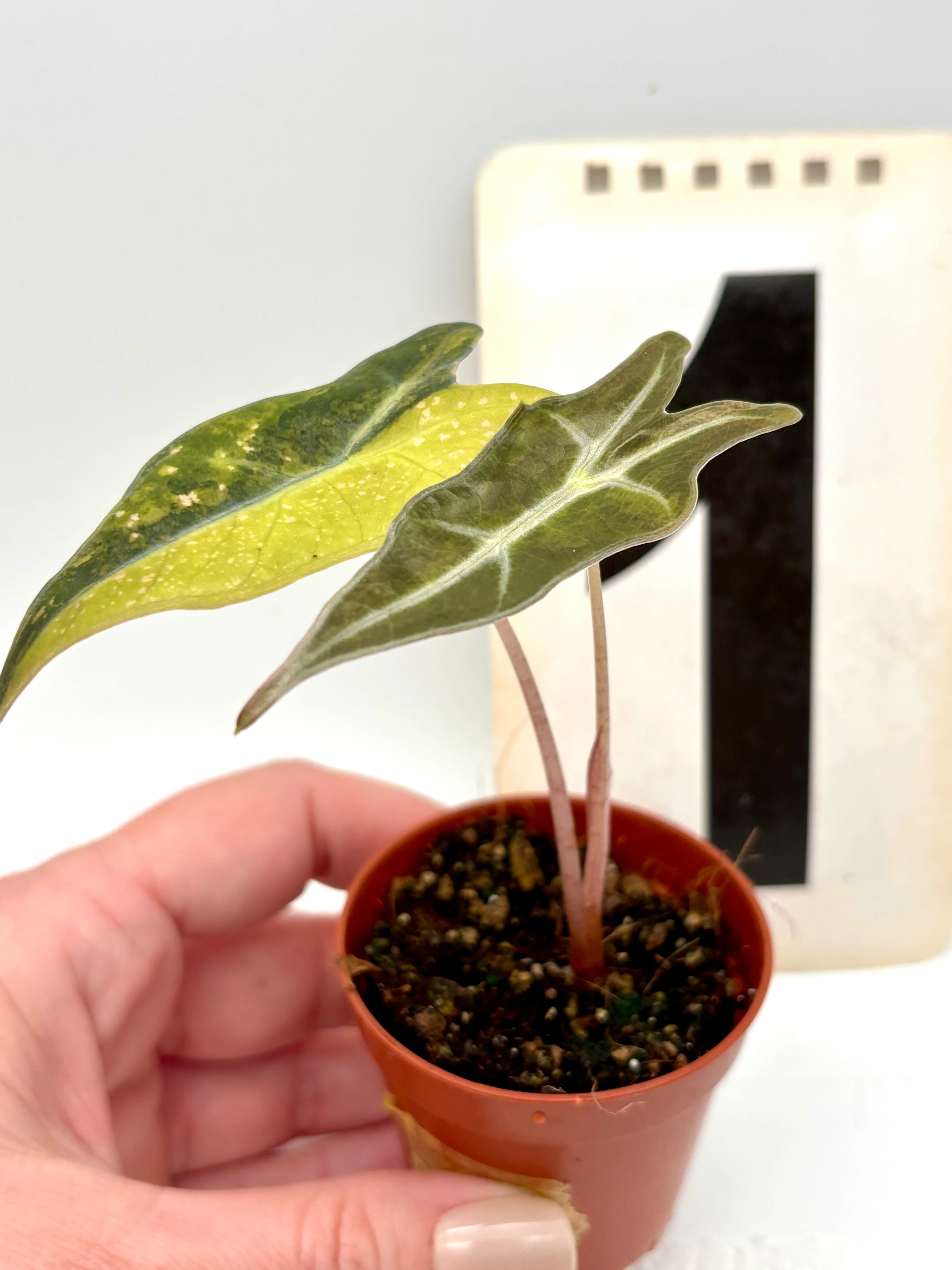 Alocasia Nobilis Aurea Variegata - Image 2