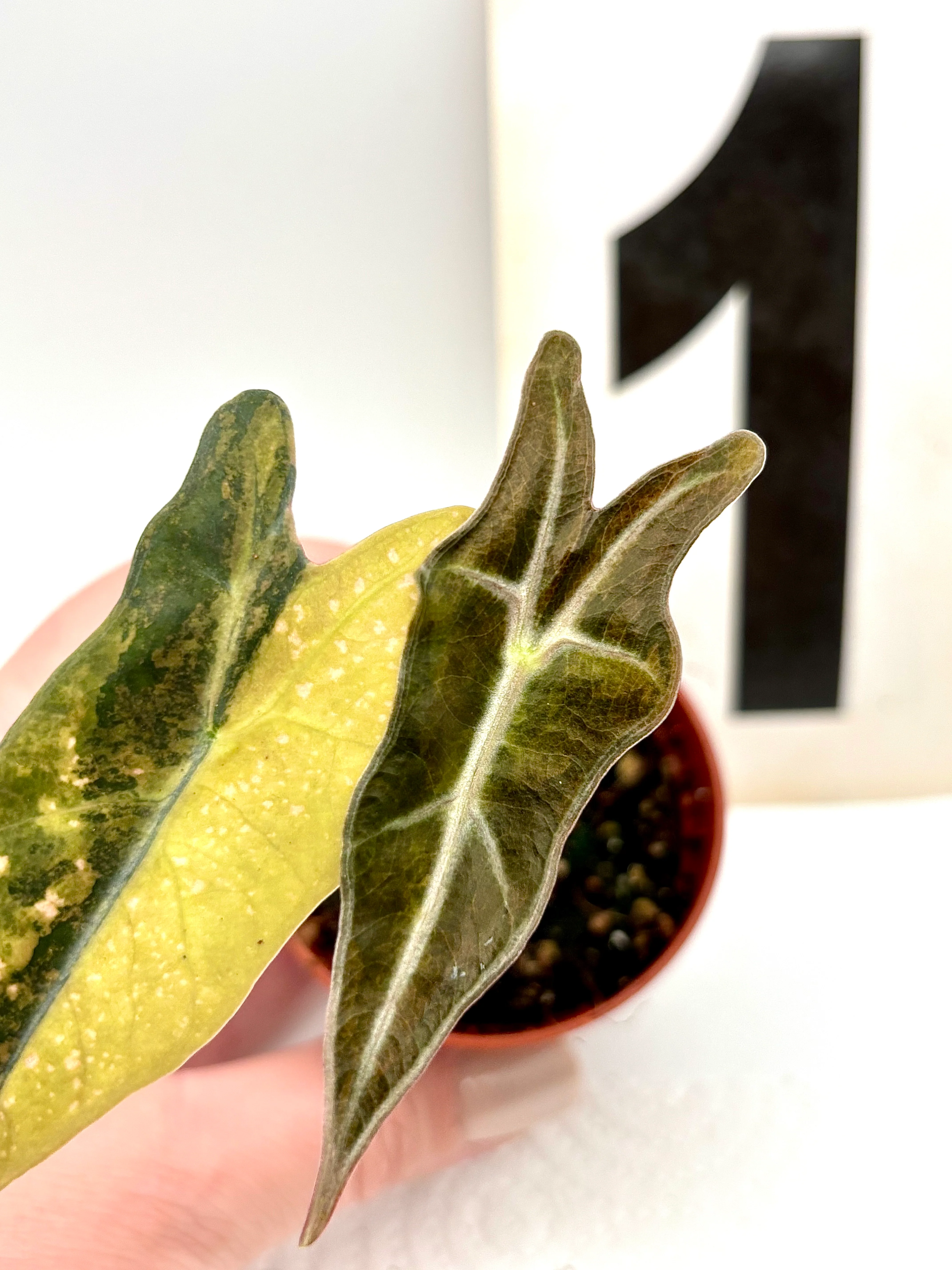 Alocasia Nobilis Aurea Variegata - Image 3