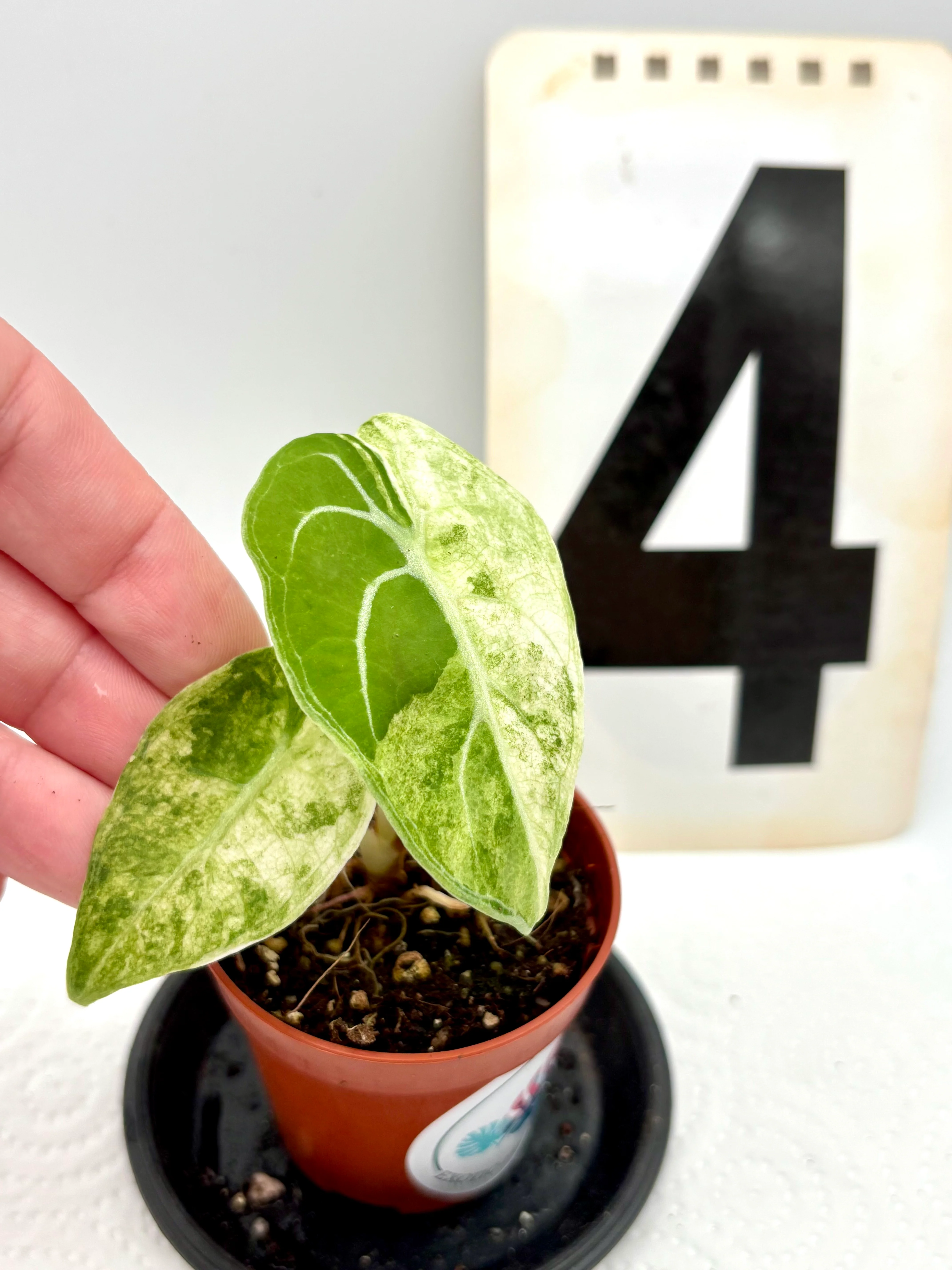Alocasia Watsoniana Variegata (Glossy)