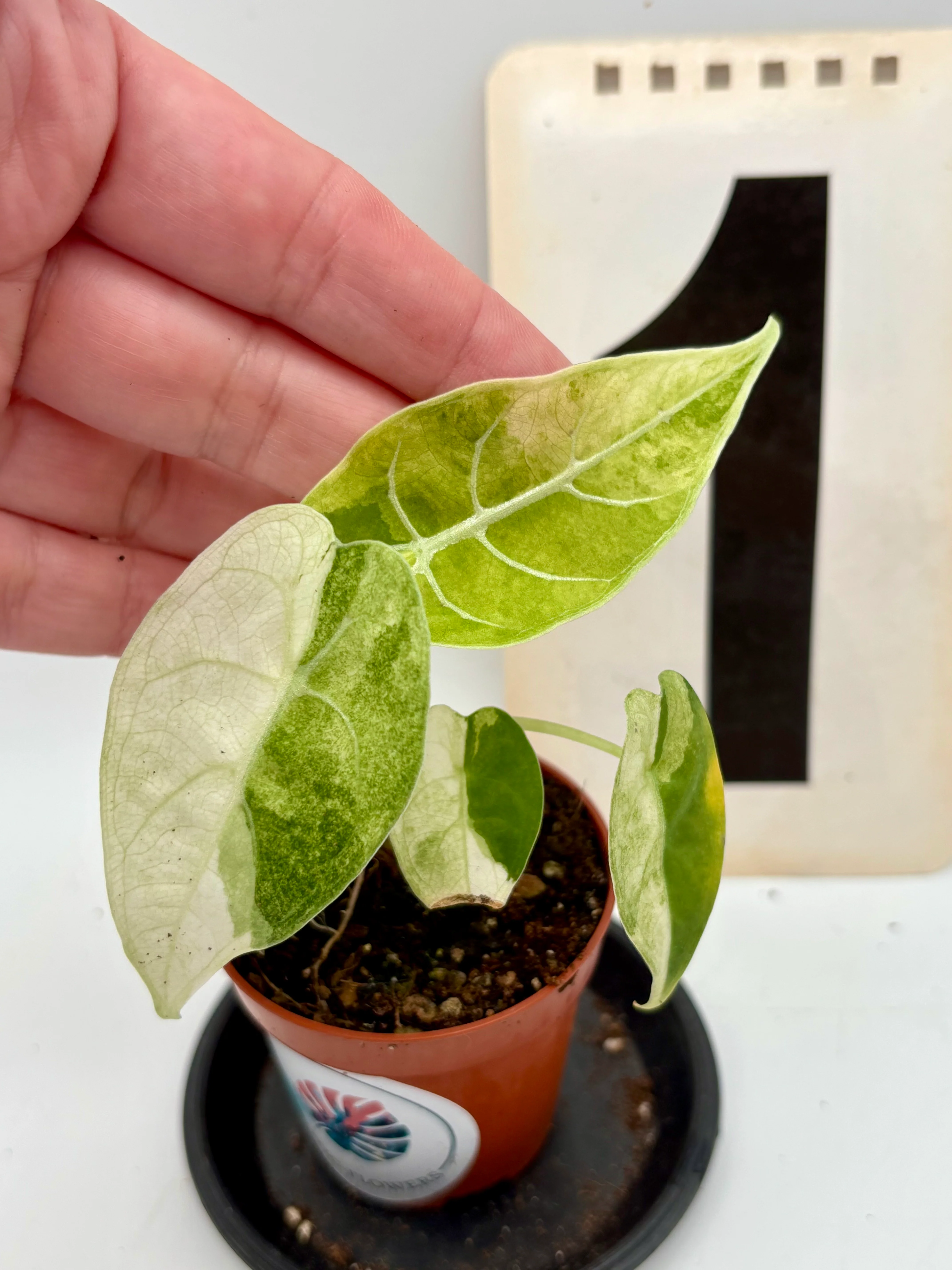 Alocasia Watsoniana Variegata (Glossy) - Image 2