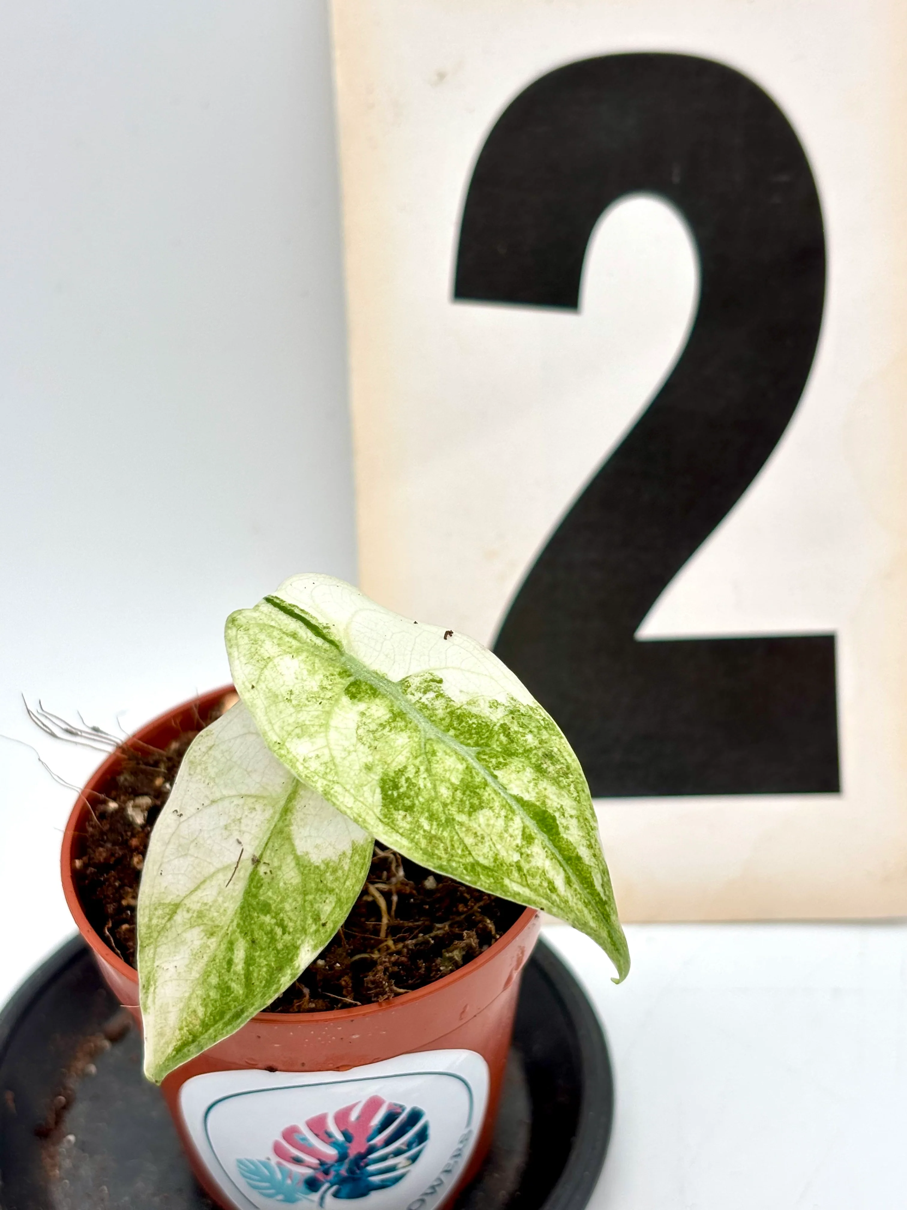 Alocasia Watsoniana Variegata (Glossy) - Image 3