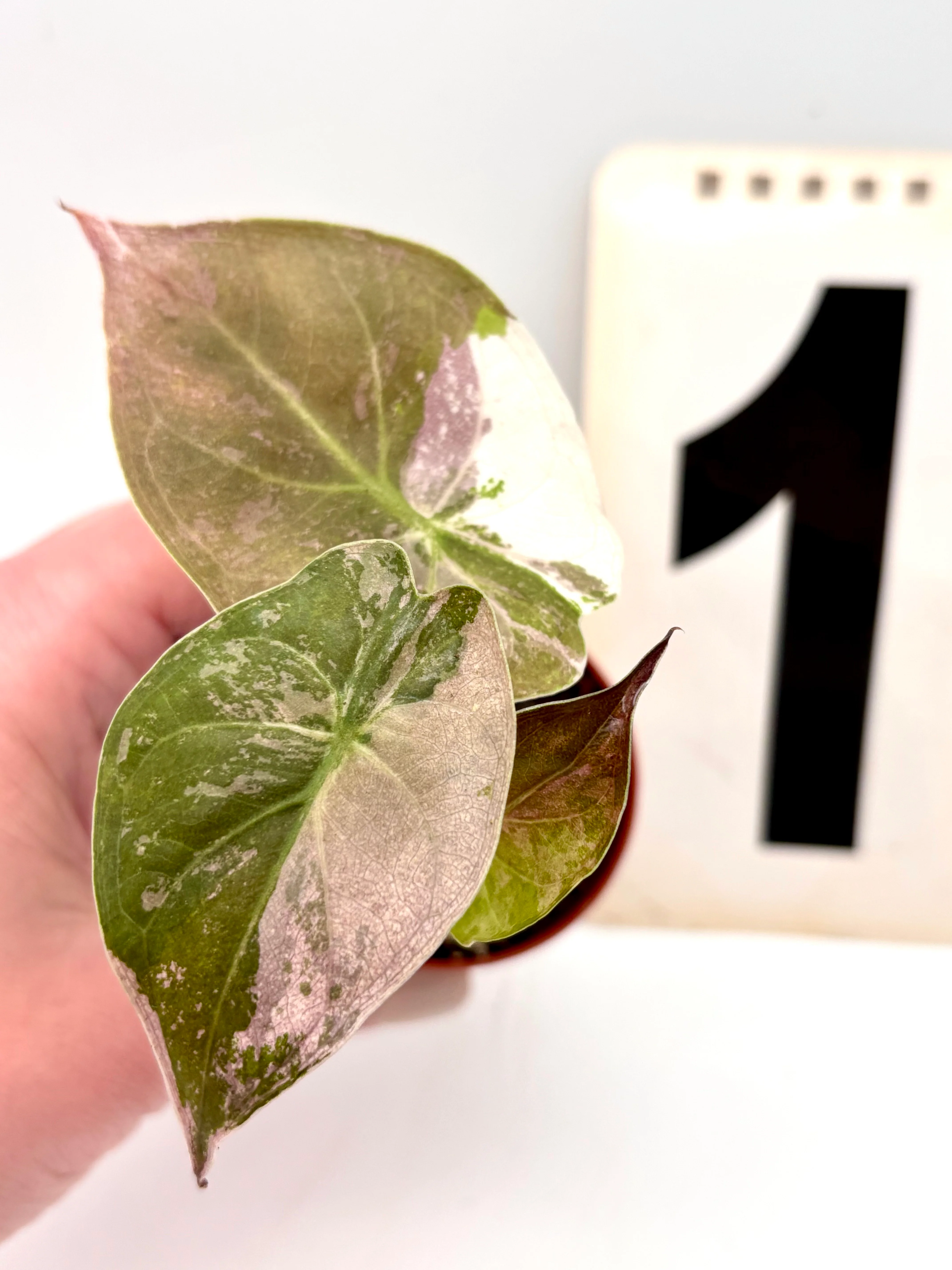 Alocasia Wentii Albo / Pink Variegata