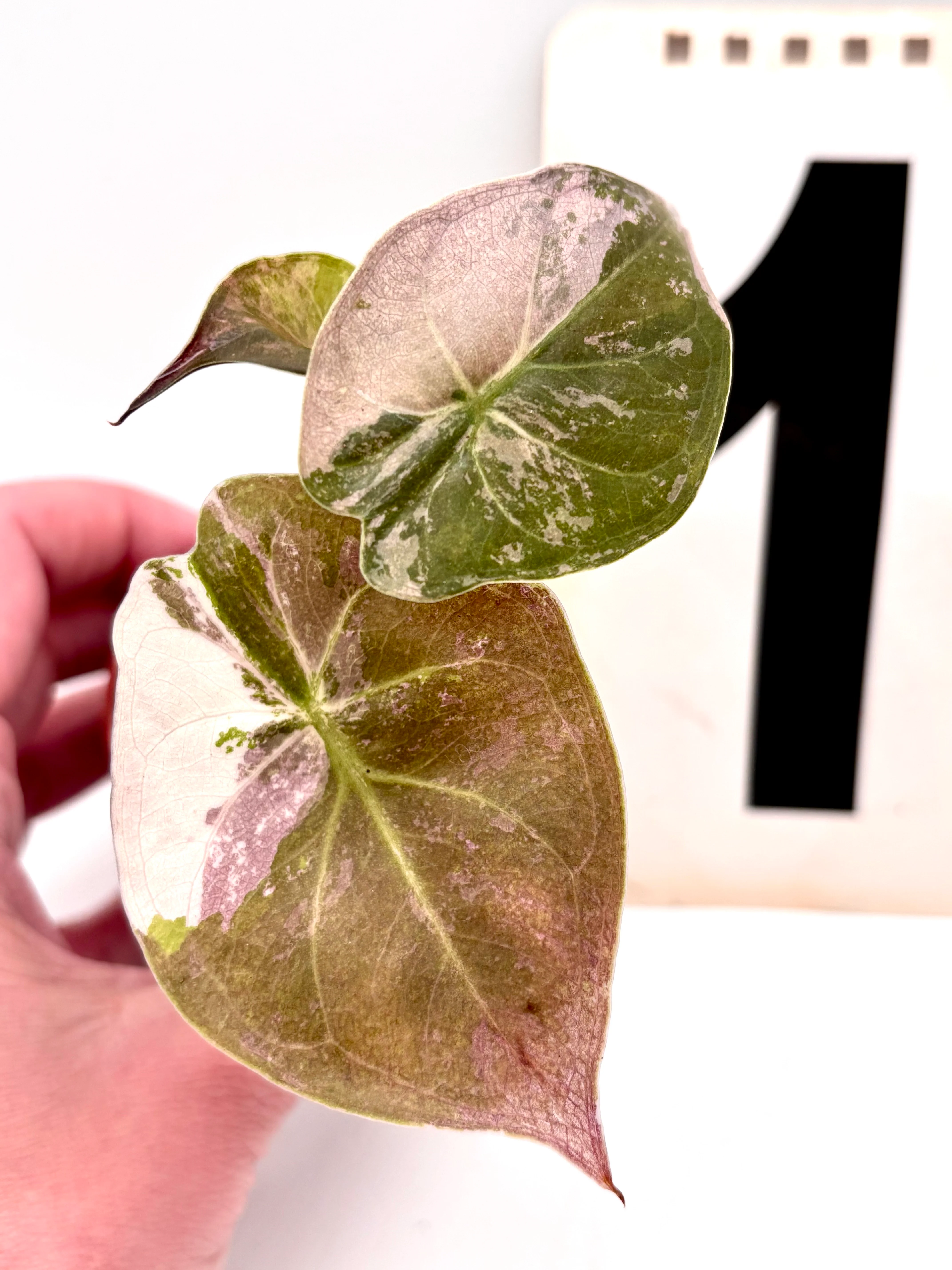 Alocasia Wentii Albo / Pink Variegata - Image 2