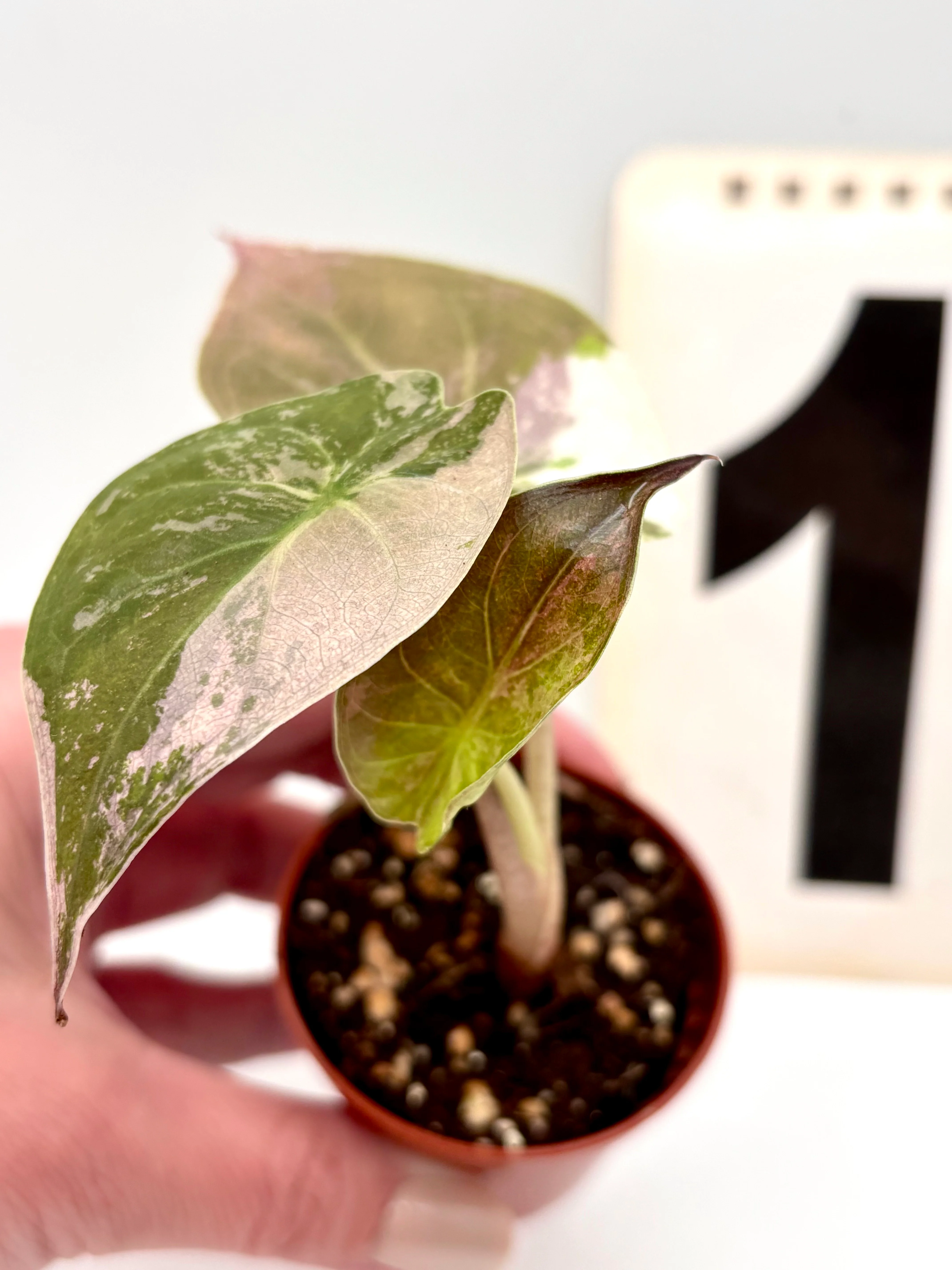 Alocasia Wentii Albo / Pink Variegata - Image 3