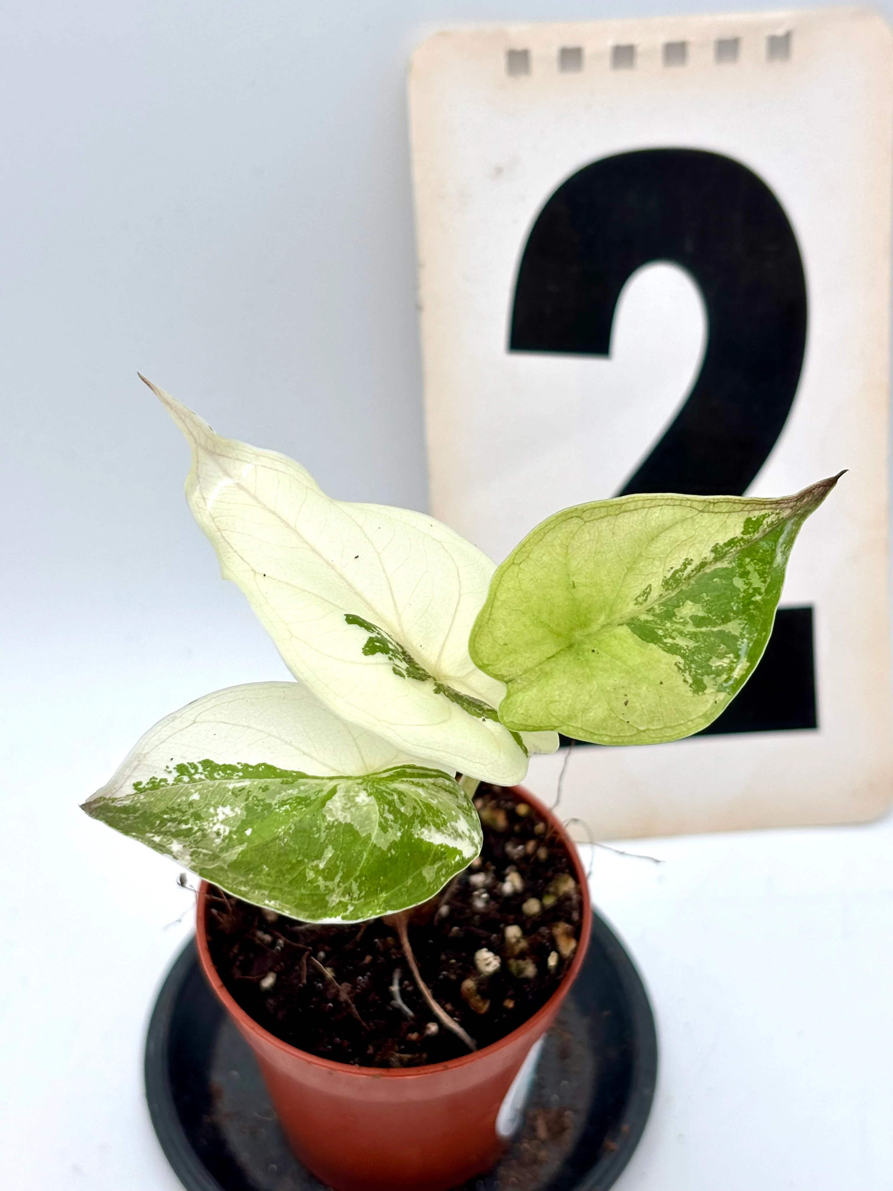 Alocasia Wentii Albo / Pink Variegata - Image 4
