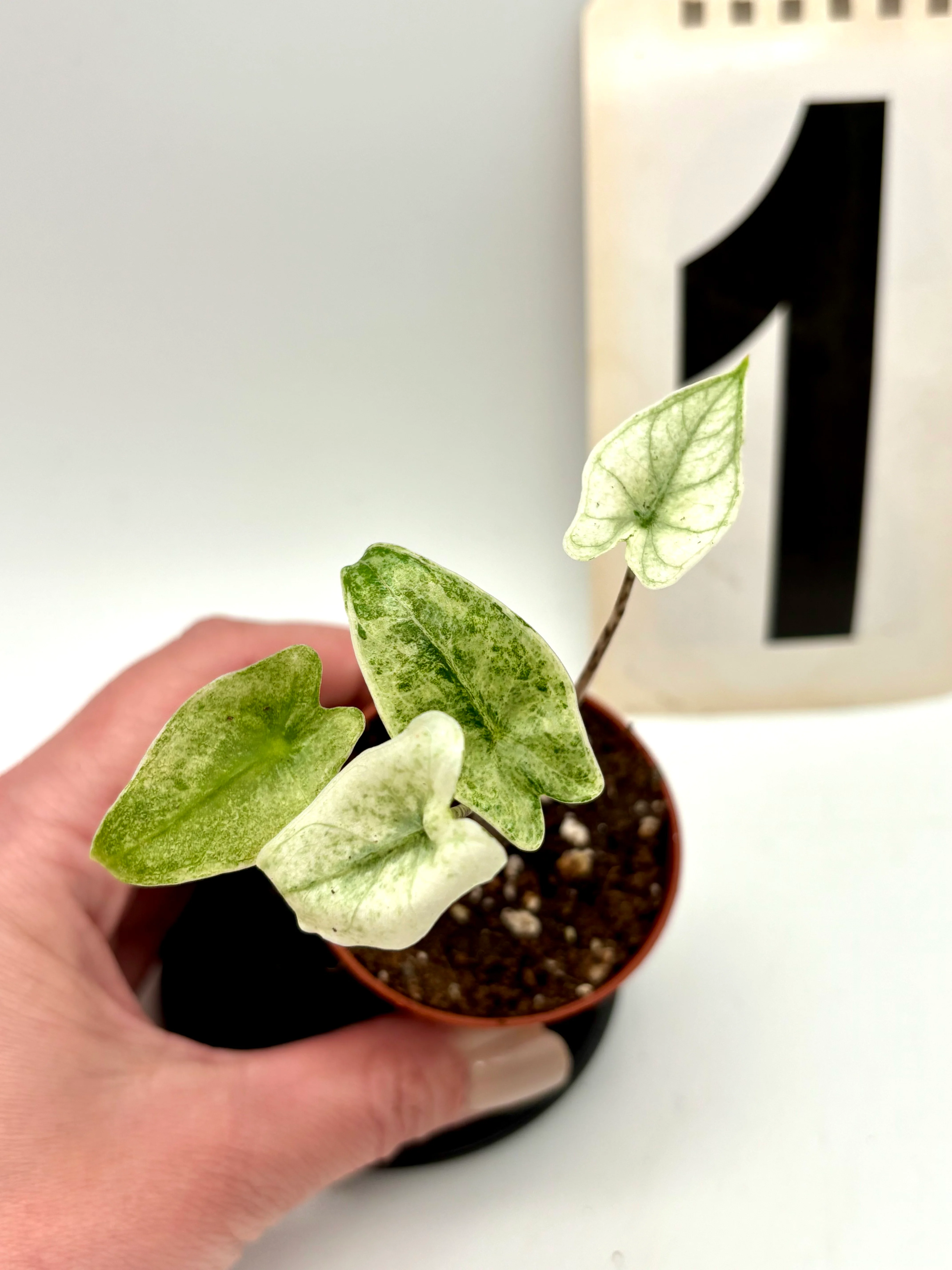 Alocasia Zebrina Mint Variegata