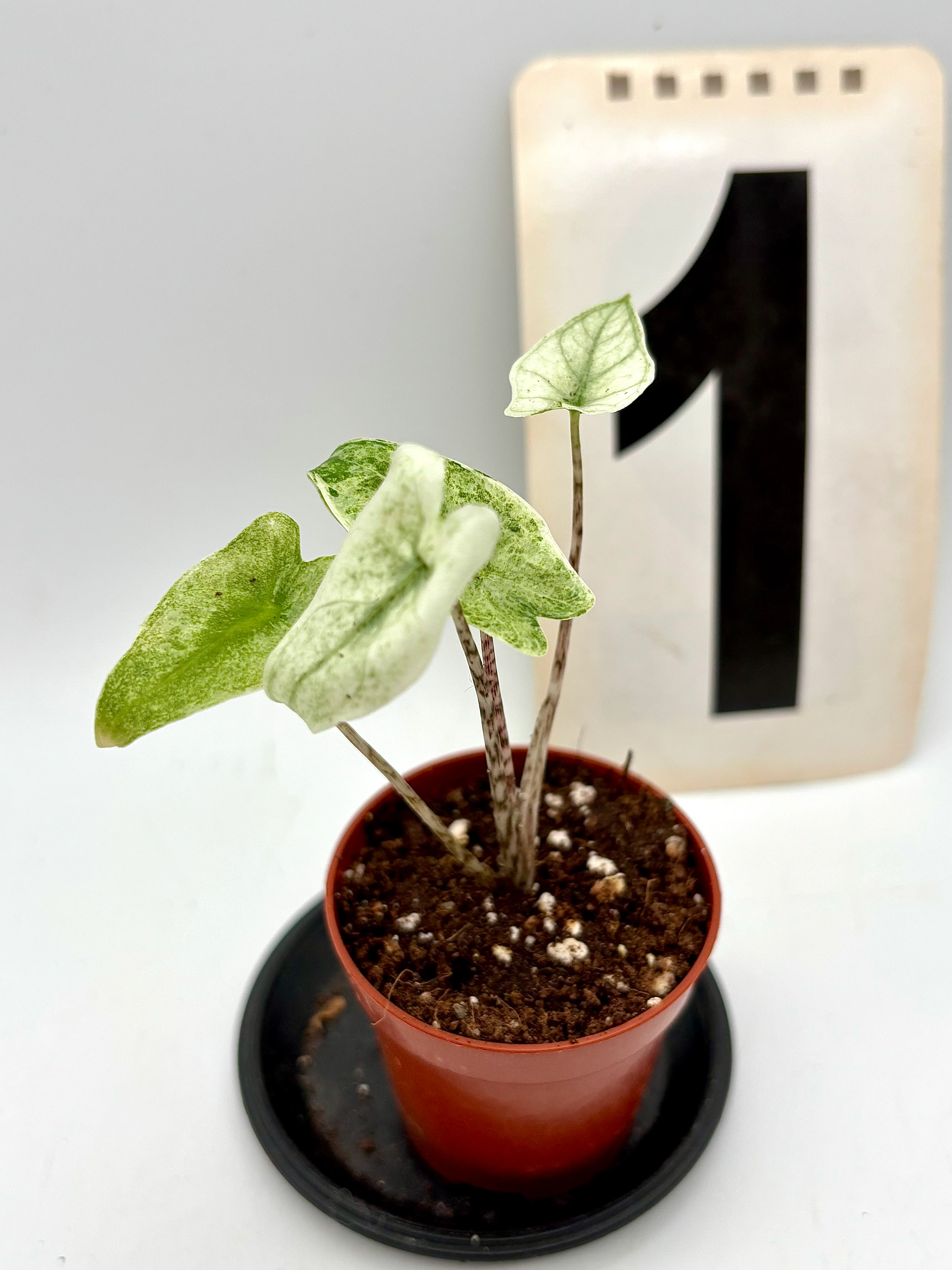 Alocasia Zebrina Mint Variegata - Image 2
