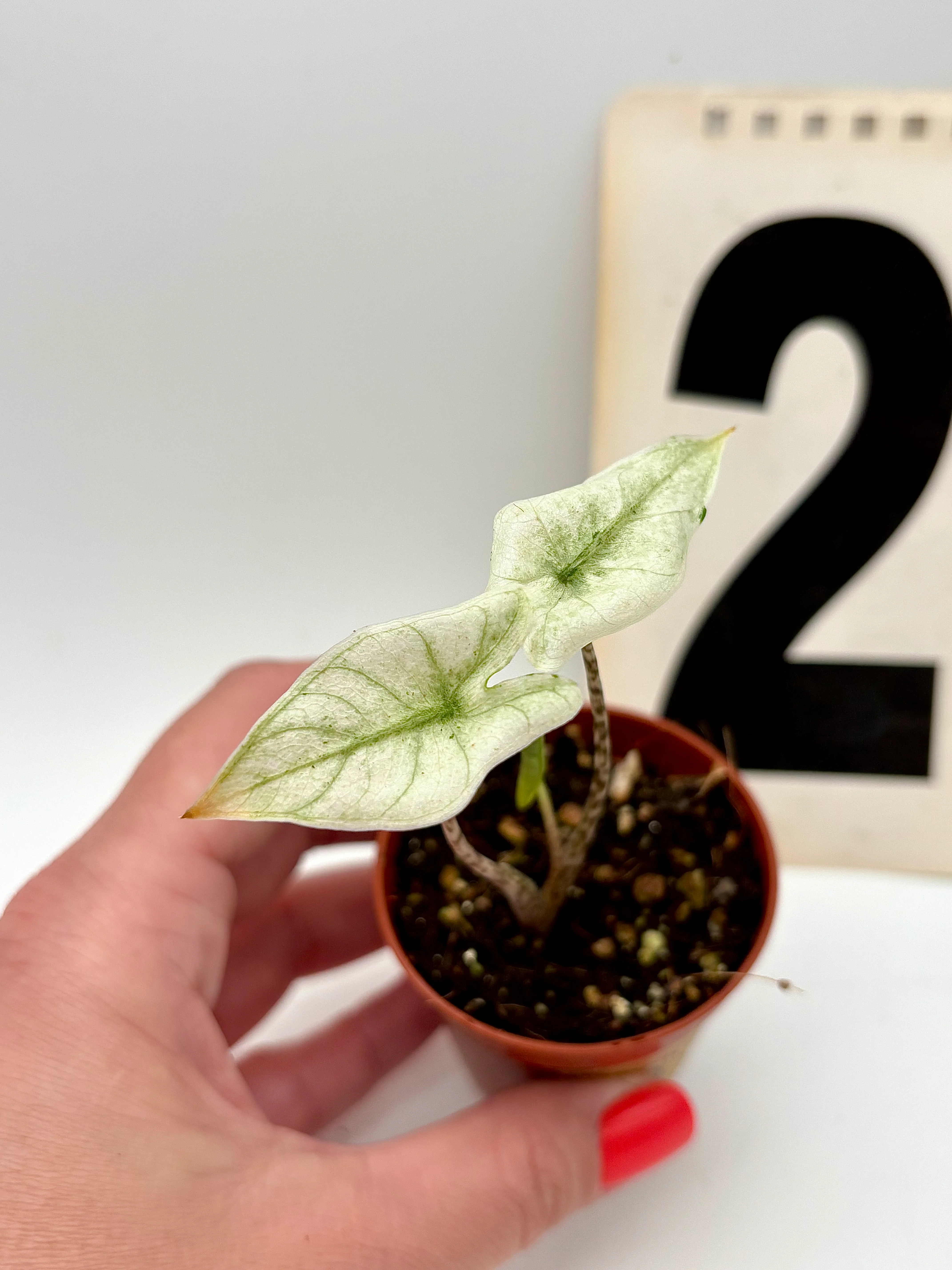 Alocasia Zebrina Mint Variegata - Image 3