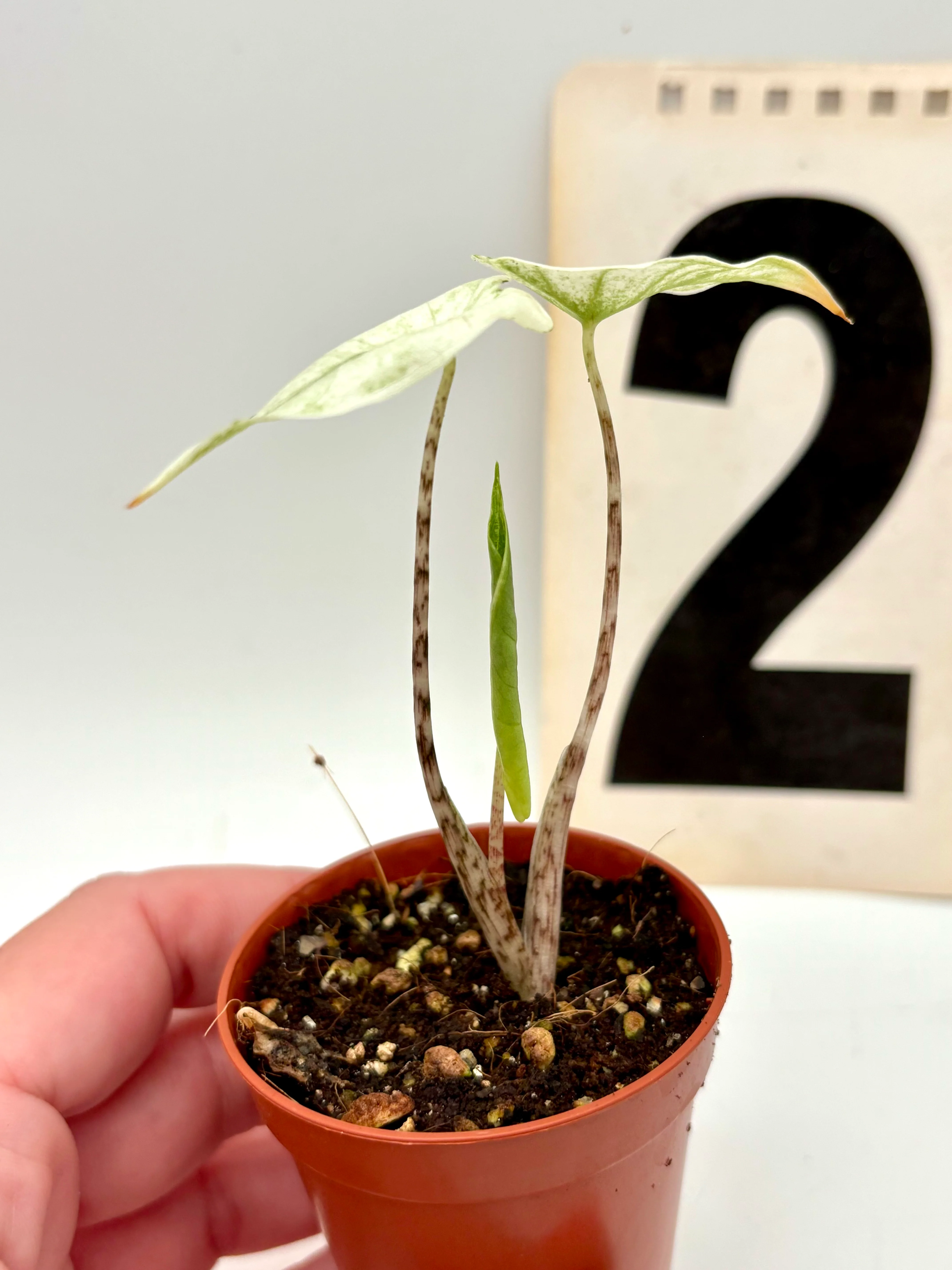 Alocasia Zebrina Mint Variegata - Image 4