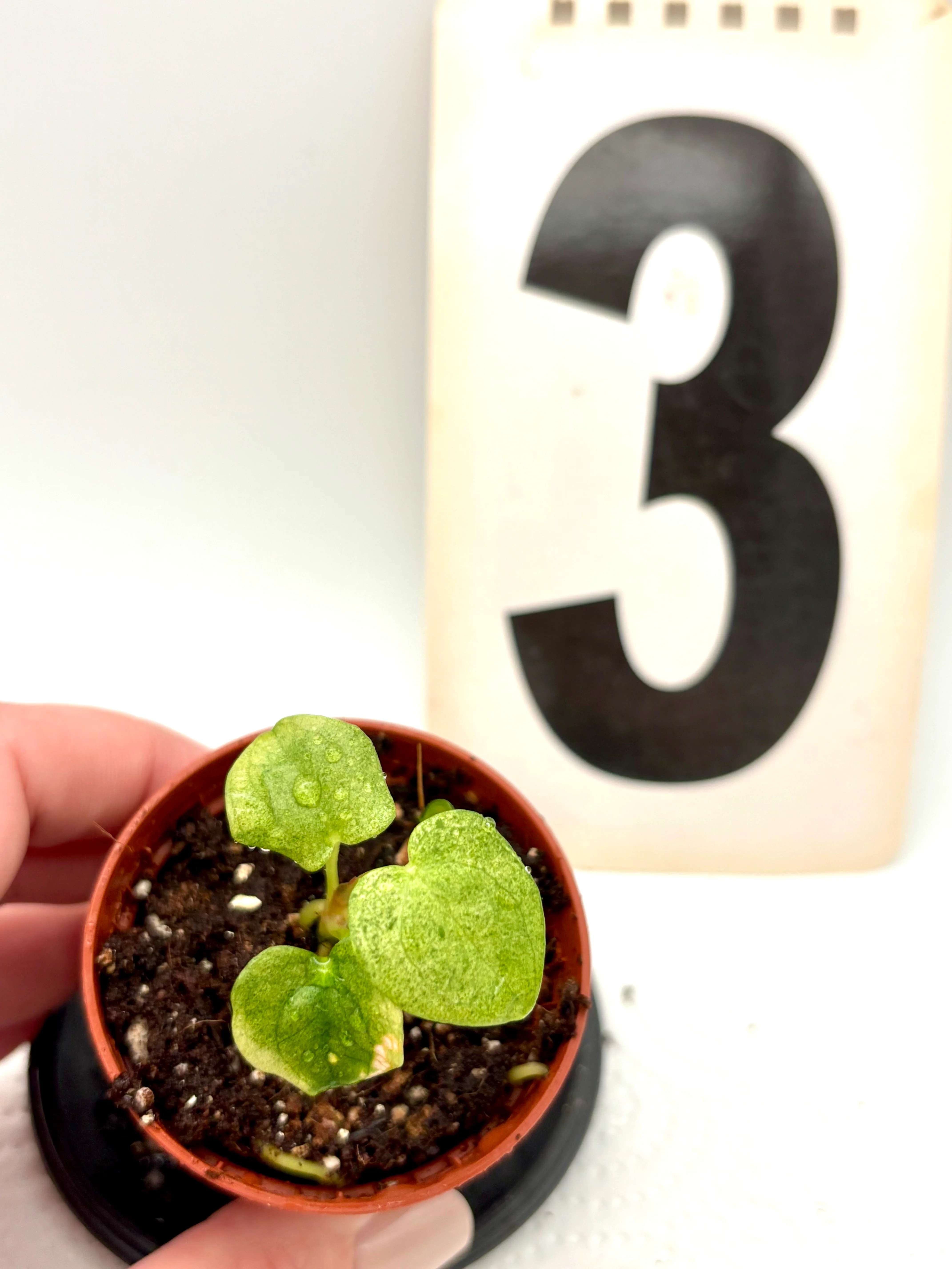 Anthurium Dark Phoenix Variegata - Image 3