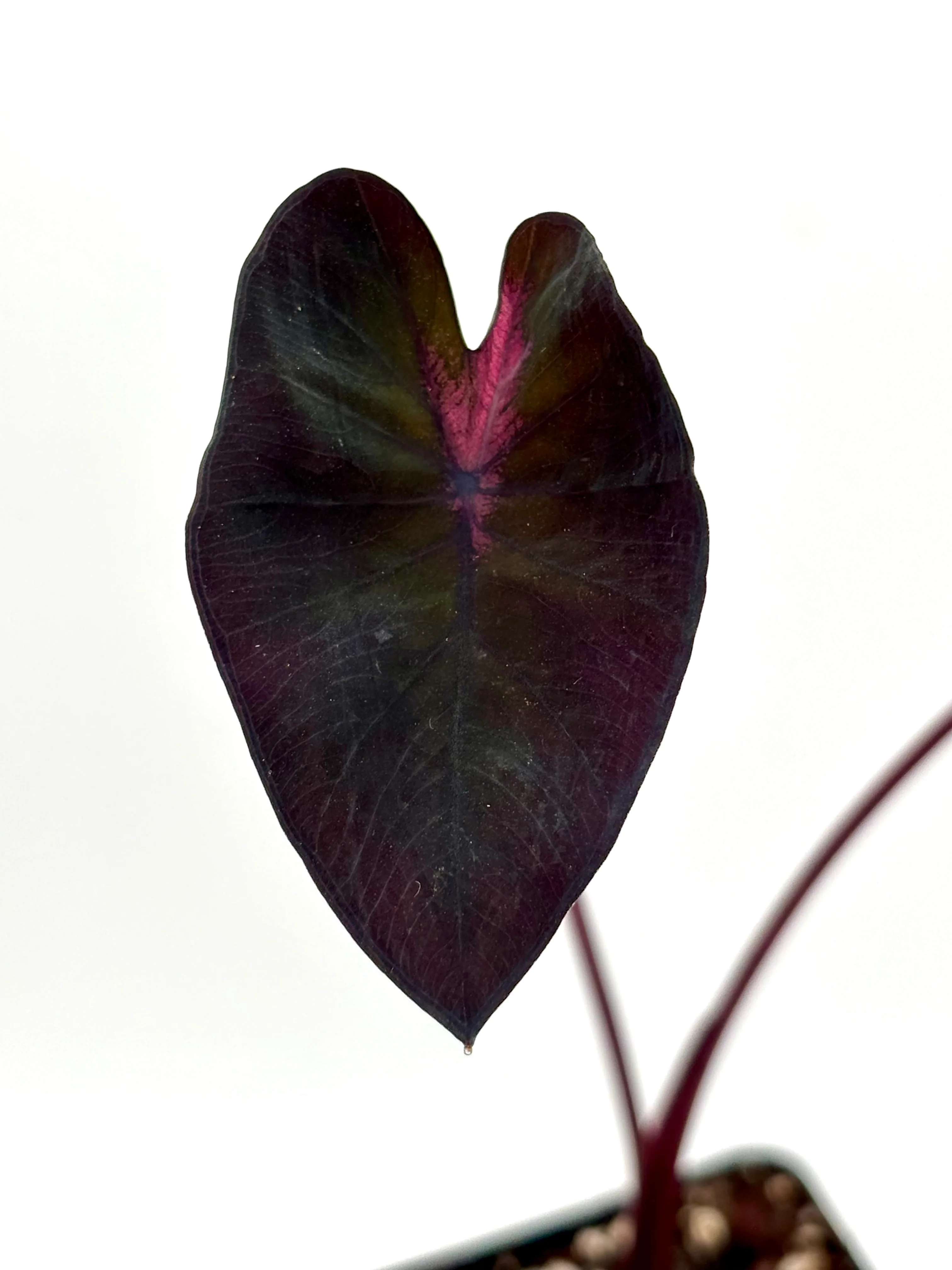 Colocasia Queen Of Phoenix - Image 2