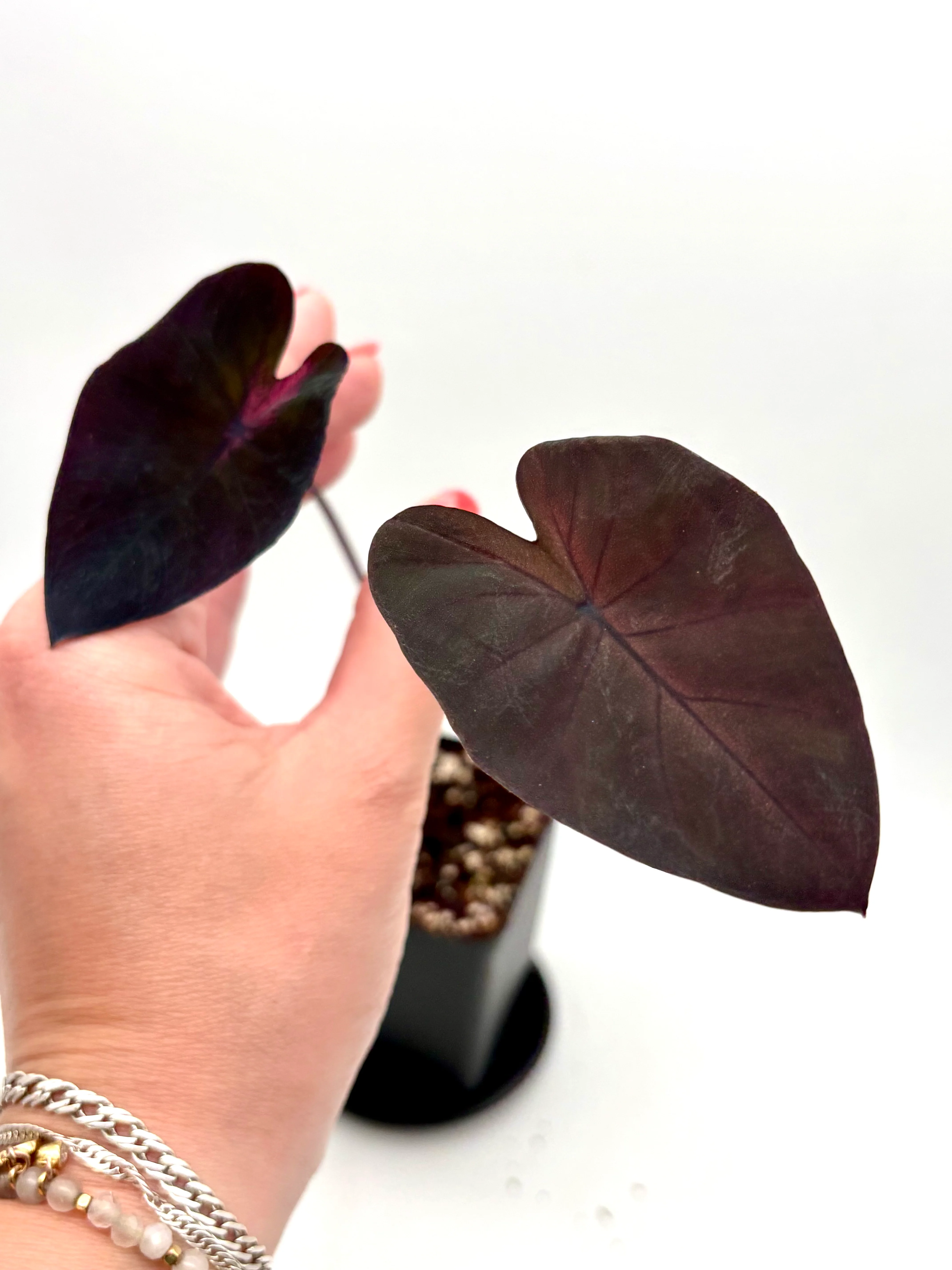 Colocasia Queen Of Phoenix - Image 3
