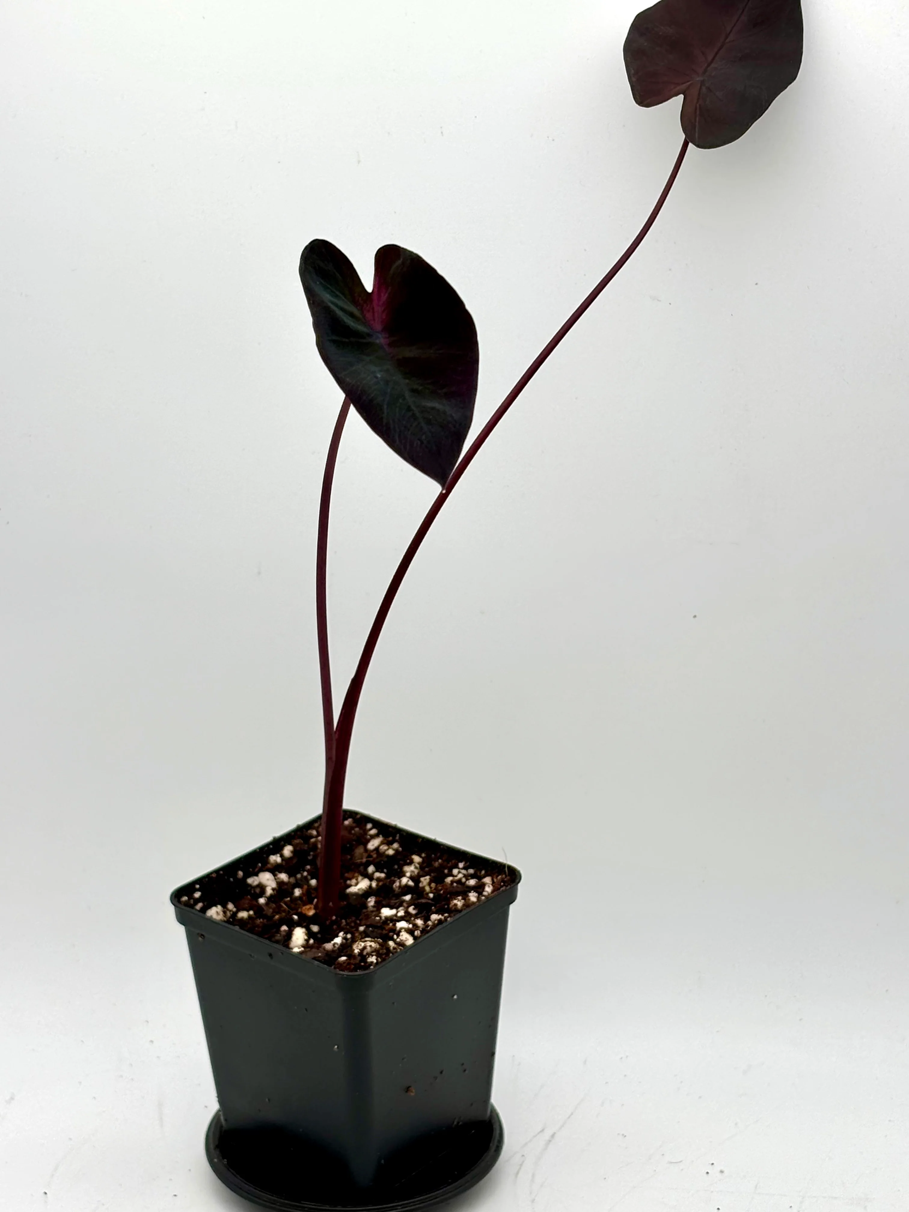 Colocasia Queen Of Phoenix - Image 4